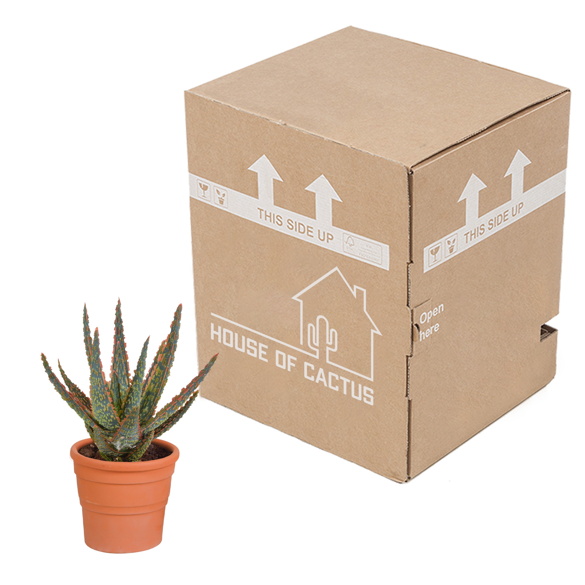 Aloë Zebrina Dannyz 10,5cm - Terracotta Topf | Sukkulente