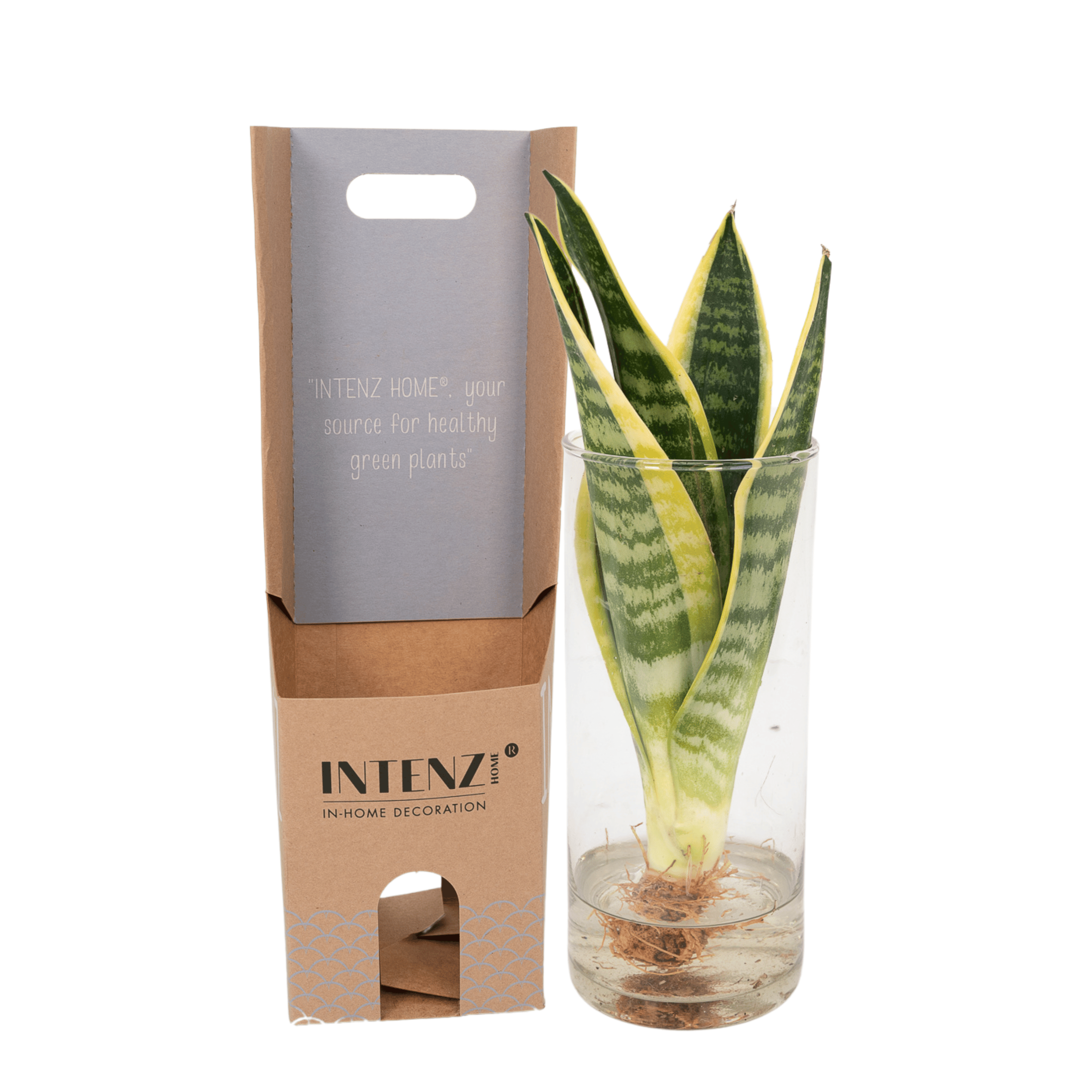 Sansevieria im Zylinderglas