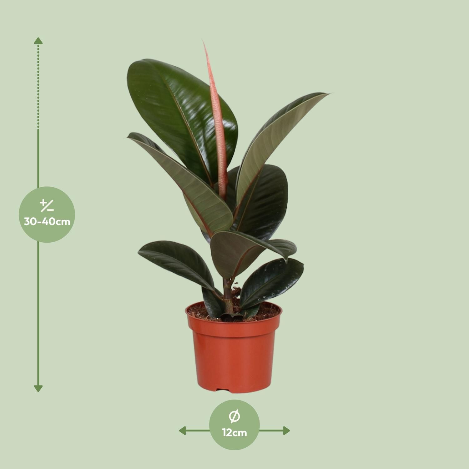 Ficus Elastica Robusta - eleganter Zimmerbaum