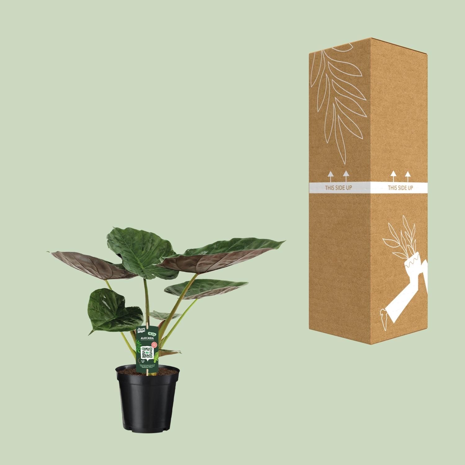 Alocasia Wentii – Elefantenohr Zimmerpflanze