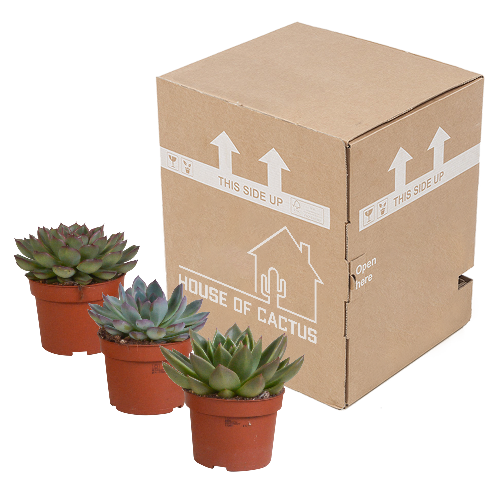 Echeveria Mix bunte Sukkulenten im Set