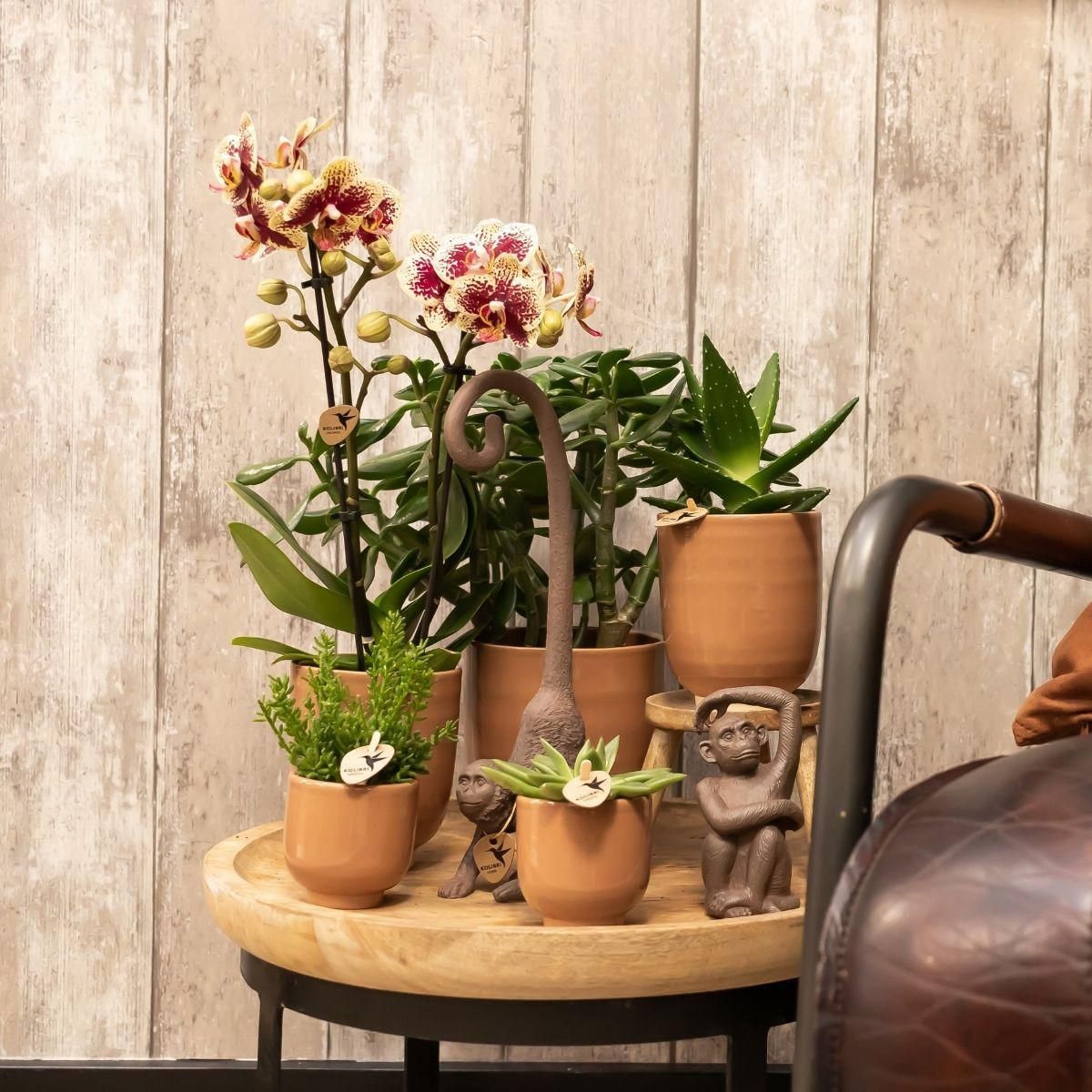 Glasierter Keramik Blumentopf in Cognac