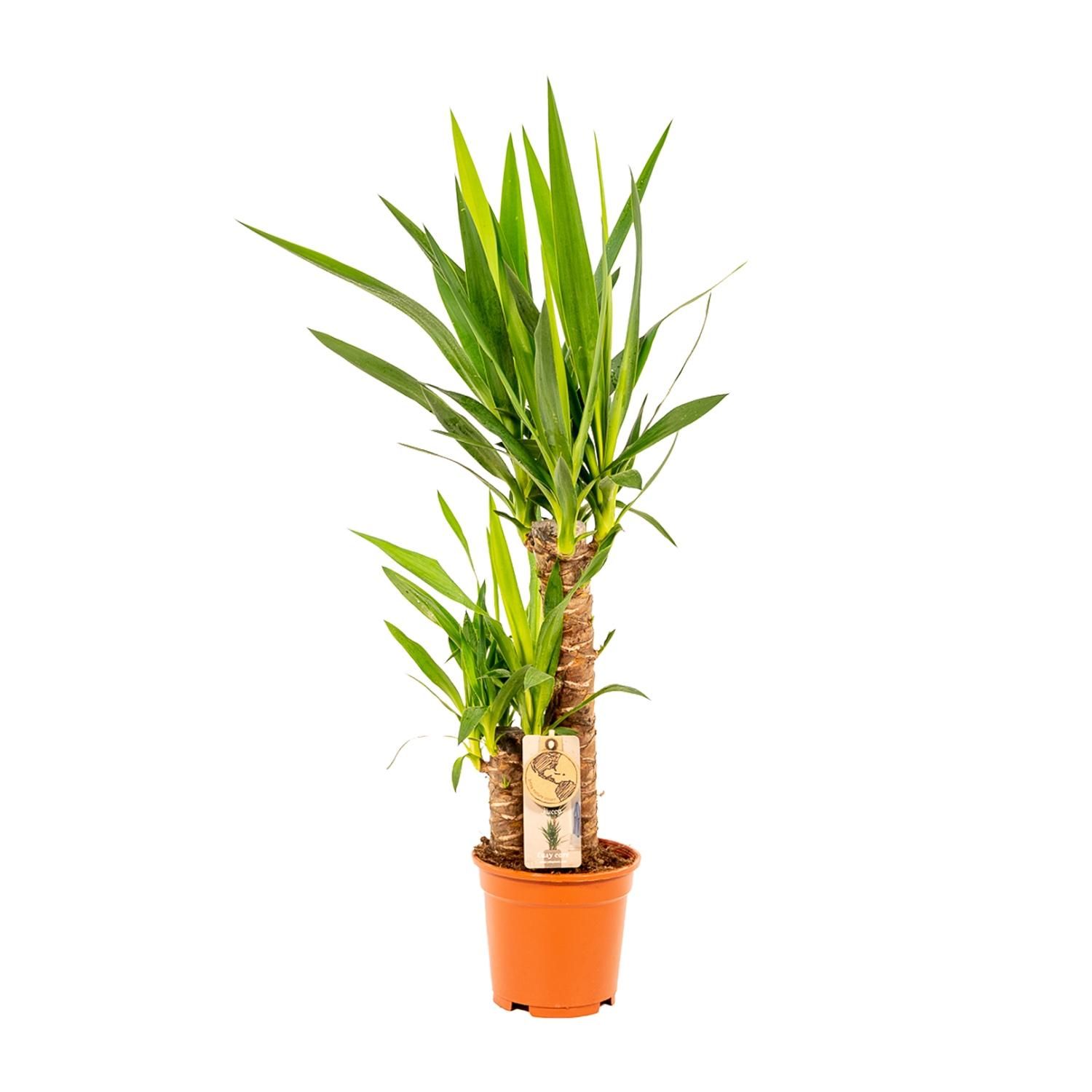 Yucca Palmlilie Zimmerpflanze – Robust & Pflegeleicht
