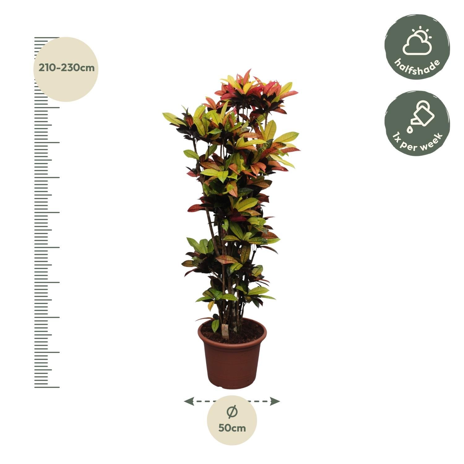 Codiaeum Iceton - farbenprächtige Zimmerpflanze