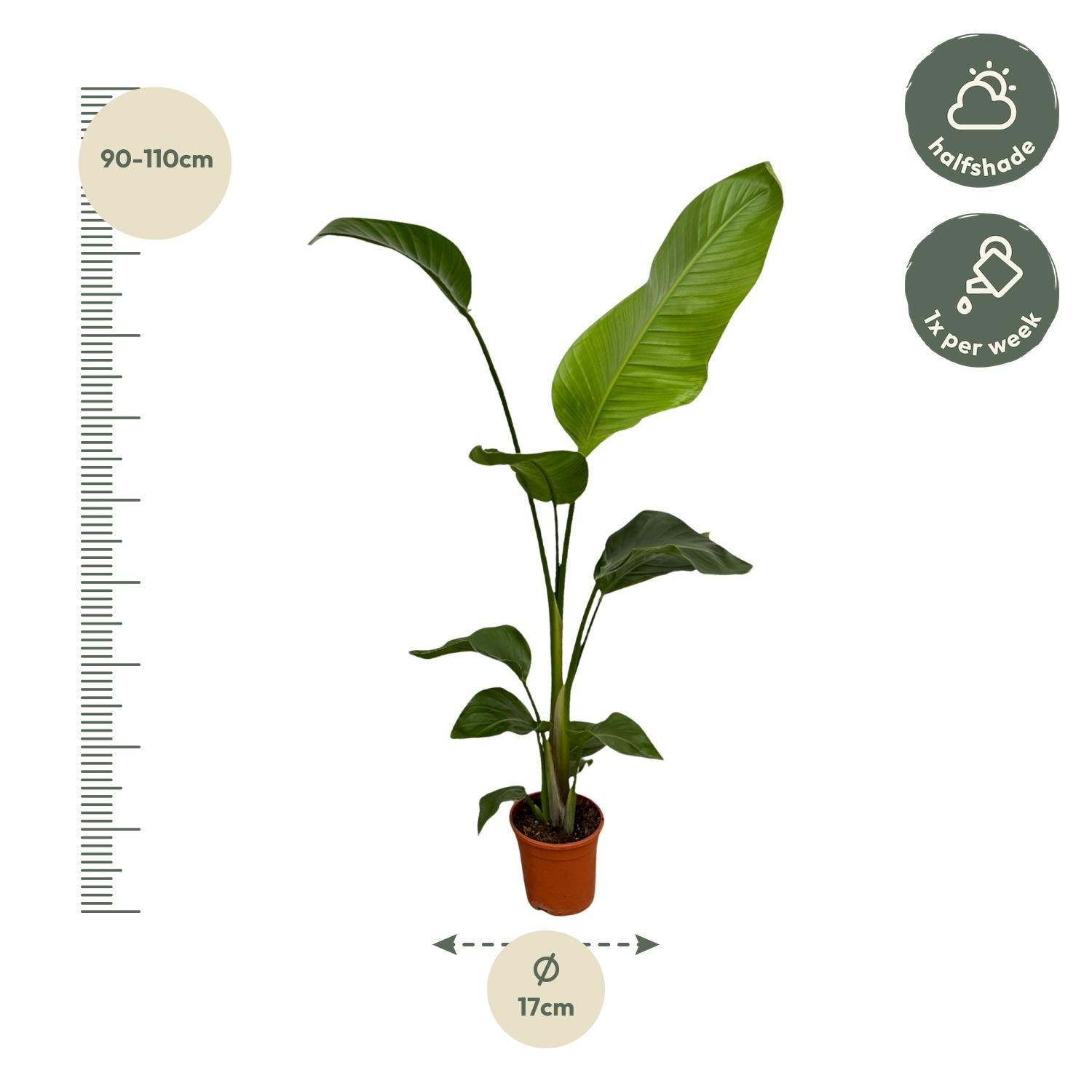 Strelitzia Nicolai | 2er-Set | 100 cm hoch | Ø17 Topf