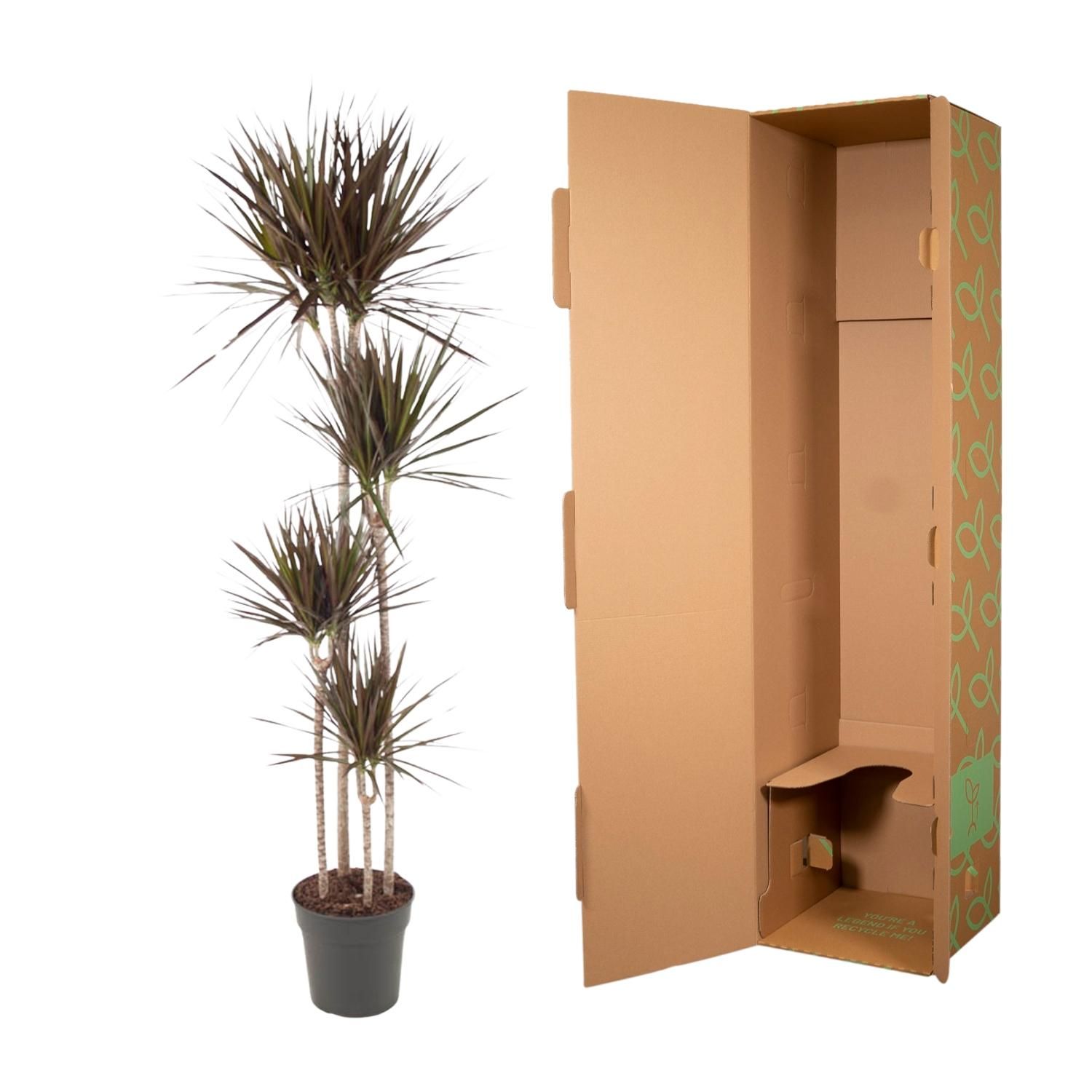 Dracaena Magenta Zimmerpflanze