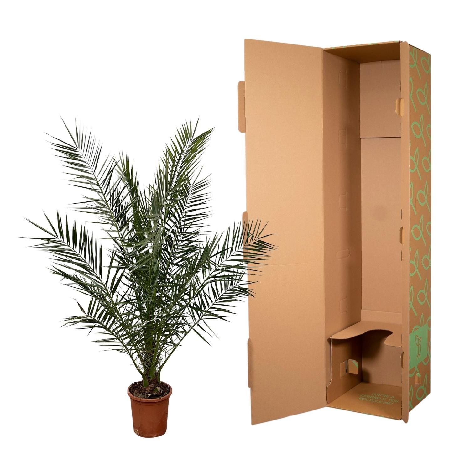 Kanarische Dattelpalme Phoenix Canariensis