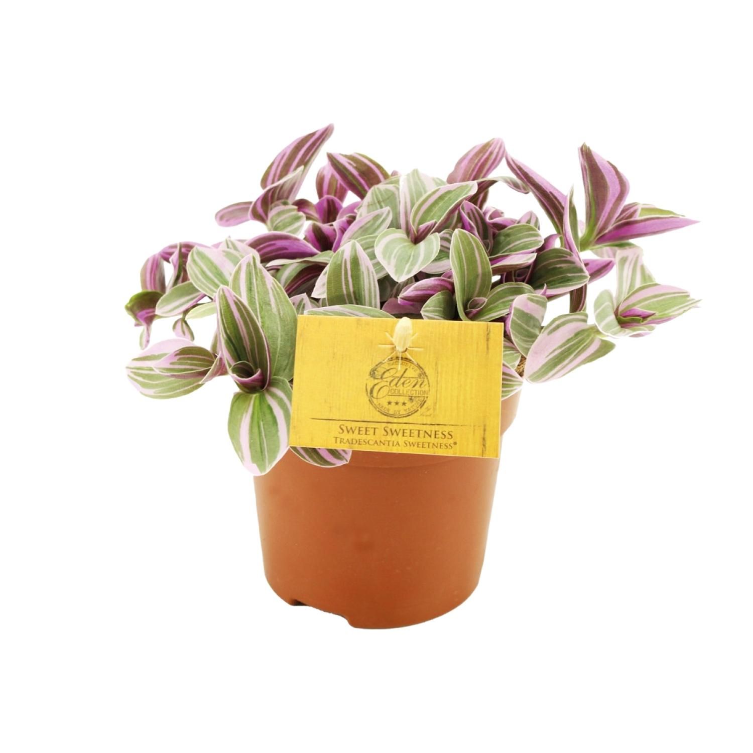 Tradescantia Sweetness – Hängepflanze – Ø10,5cm