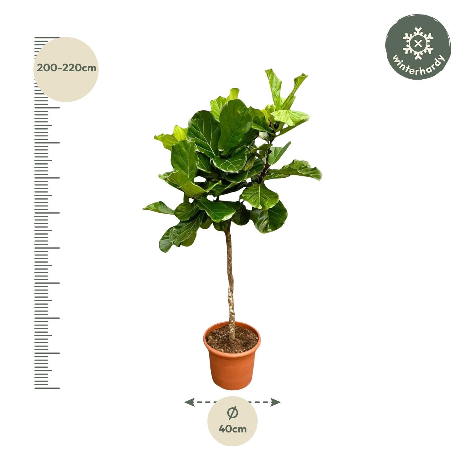 Ficus Lyrata Geigenfeige XXL Baum