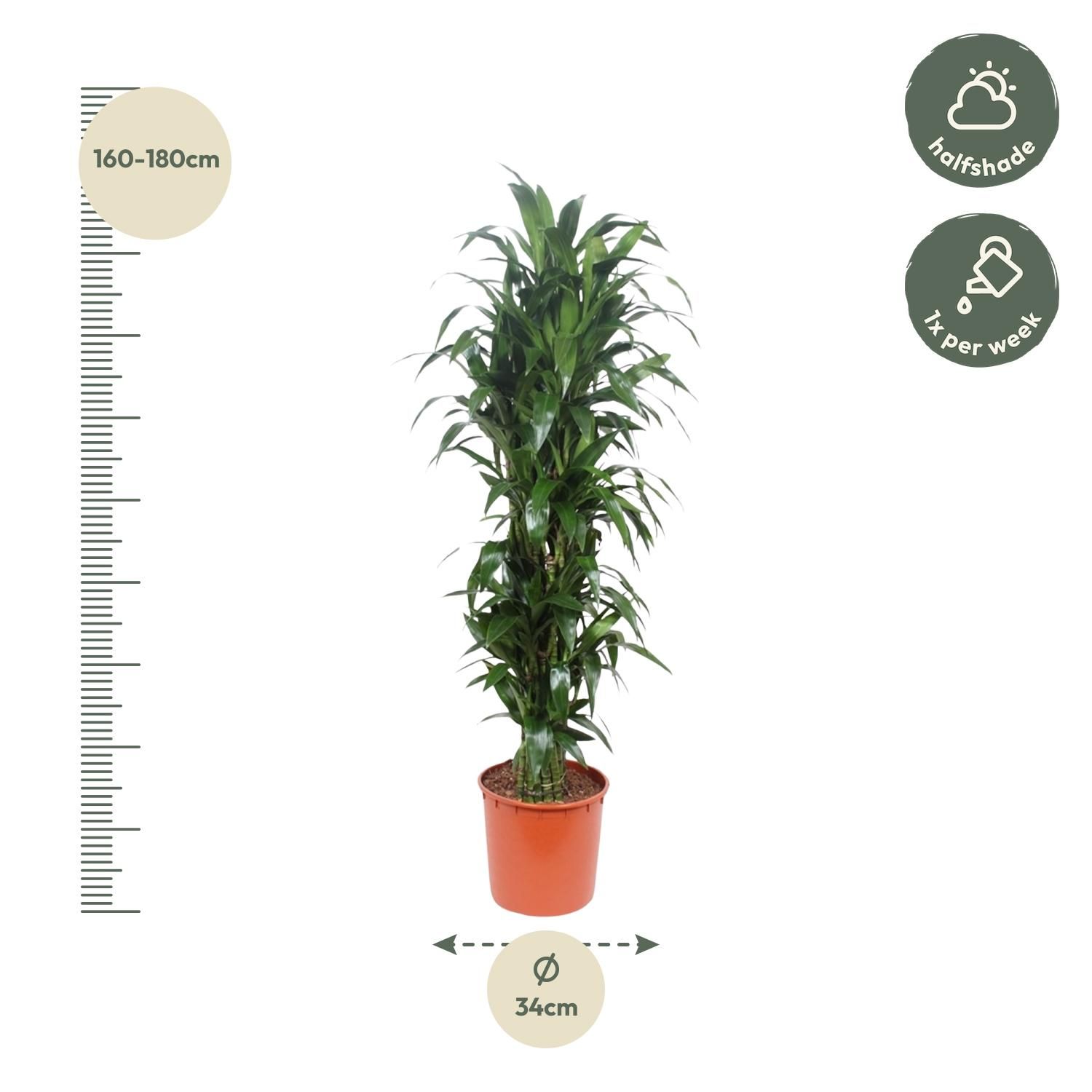 Dracaena Janet Craig - blickdichte grüne Zimmerpflanze