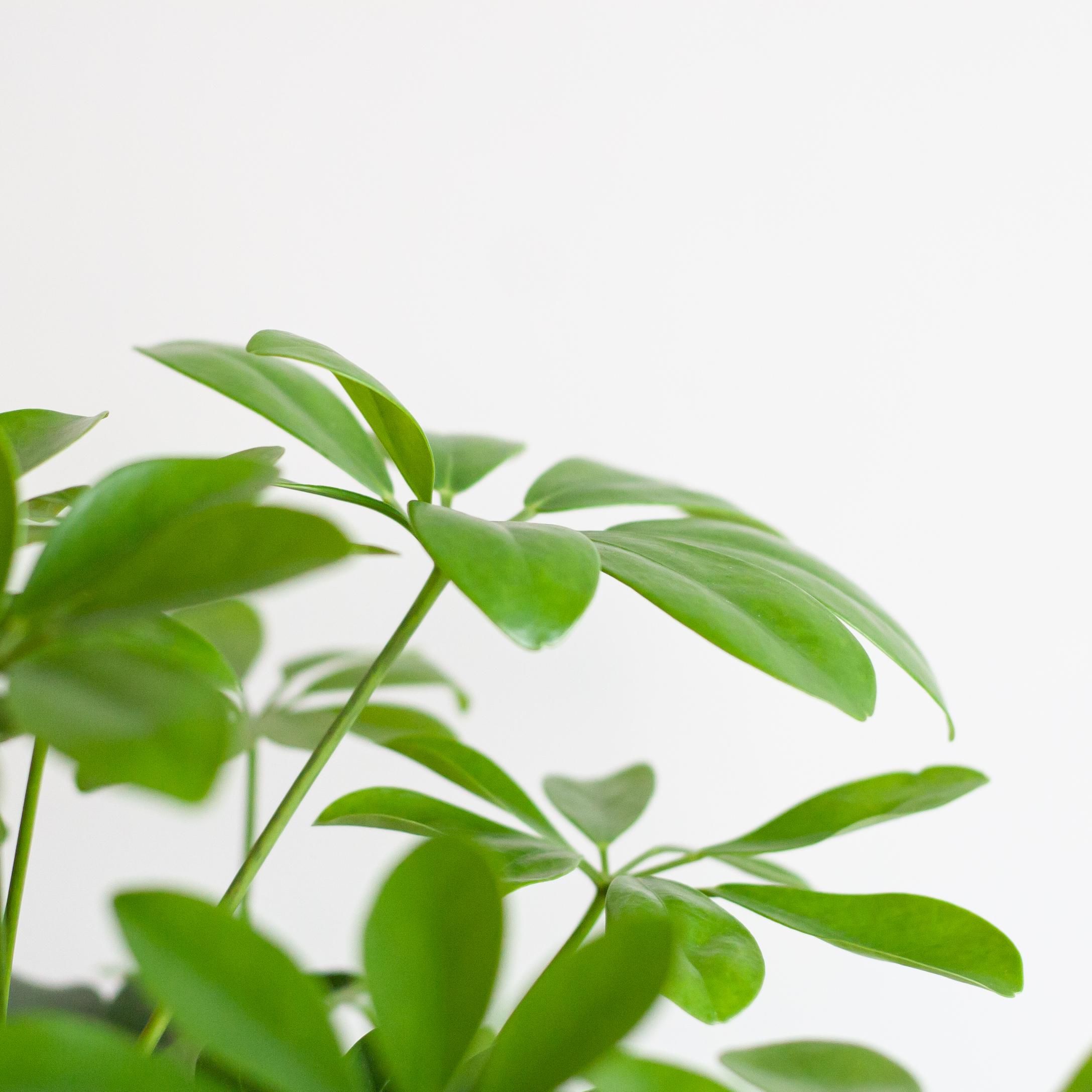 Schefflera Arab Nora mit Korb Lissabon Schwarz – 70cm – Ø21