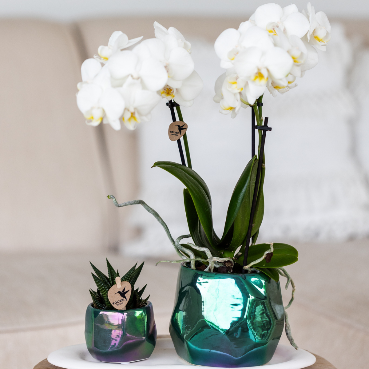 Weiße Phalaenopsis Orchidee Amabilis