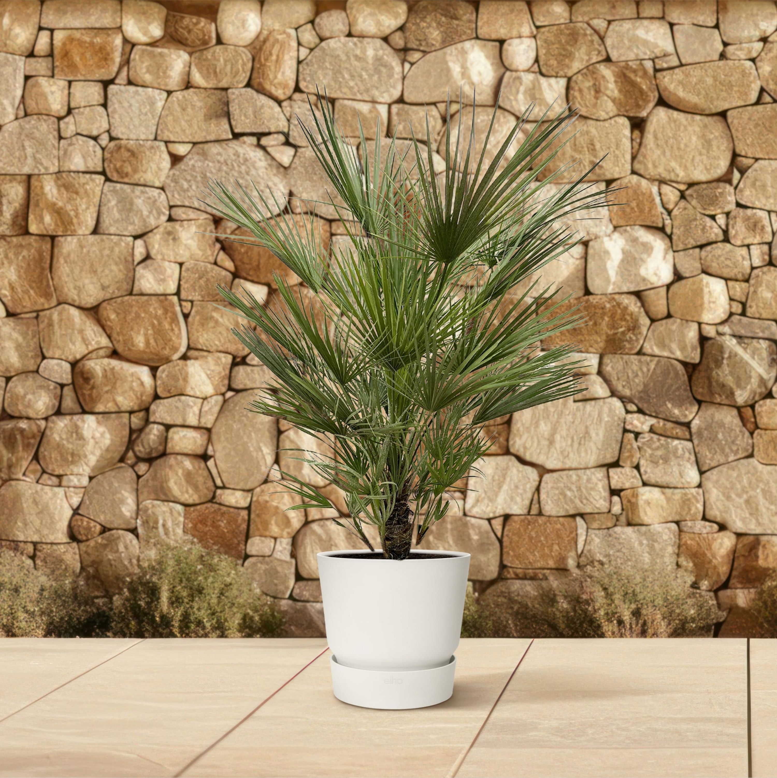 Europäische Zwergpalme Chamaerops Humilis