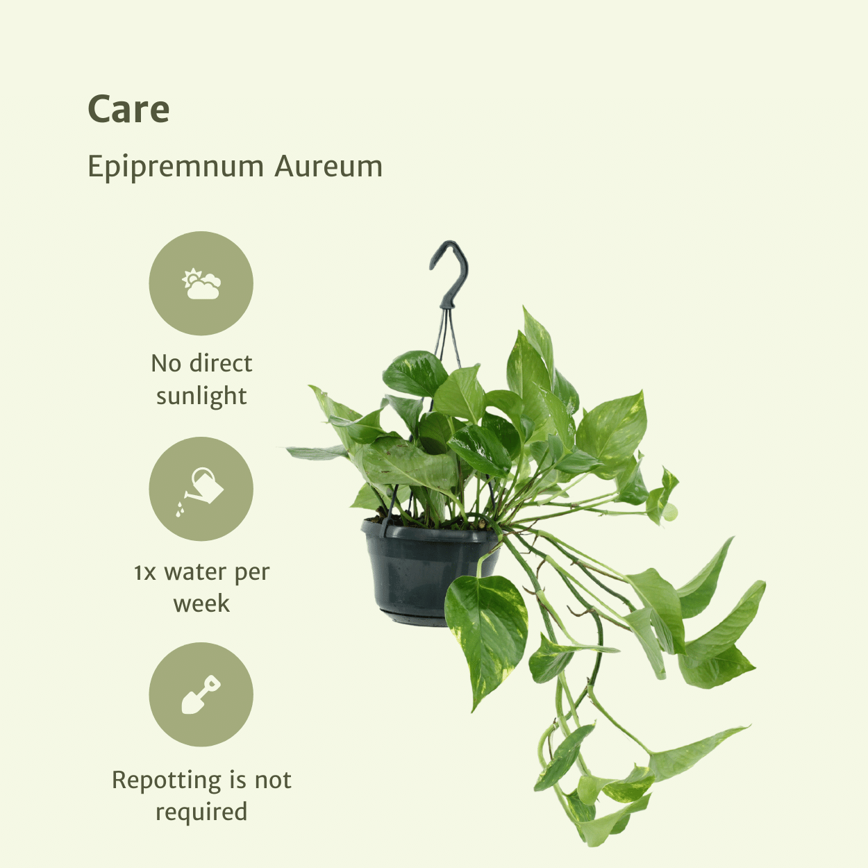 Epipremnum Aureum – Robust und Vielseitig