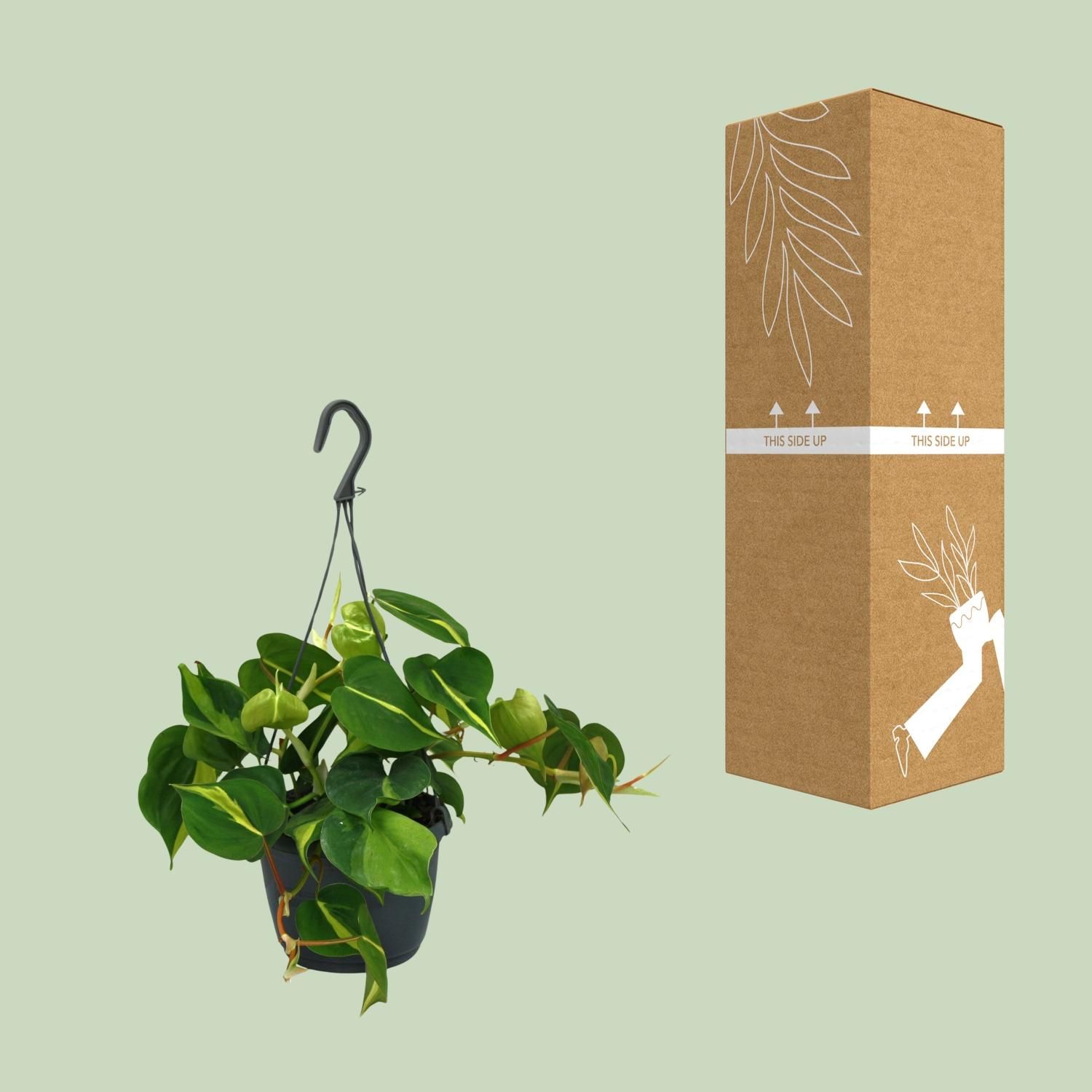 Philodendron Scandens Brasil Zimmerpflanze