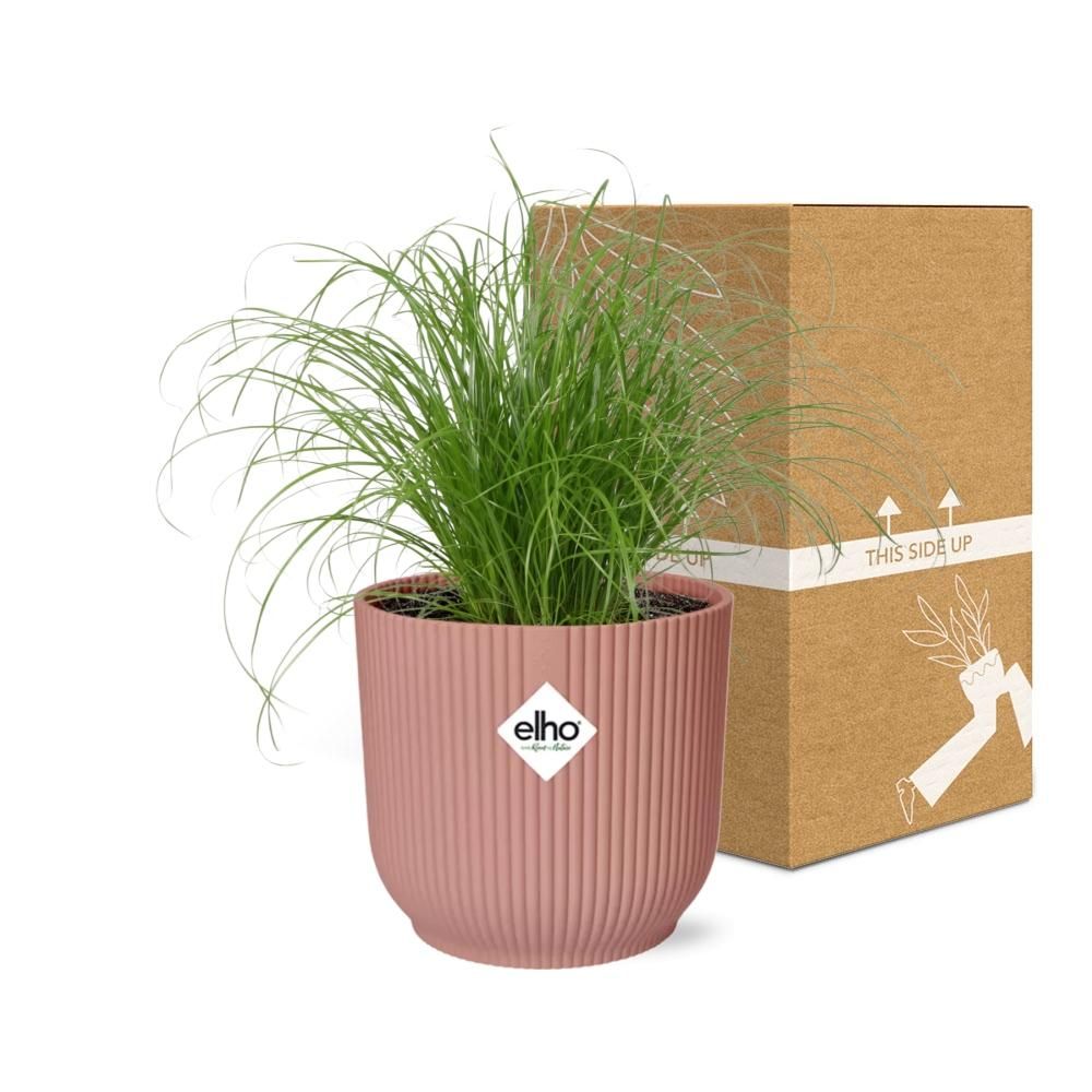 Cyperus alternifolius Schirmschilf Zimmerpflanze in Rosa Dekopot