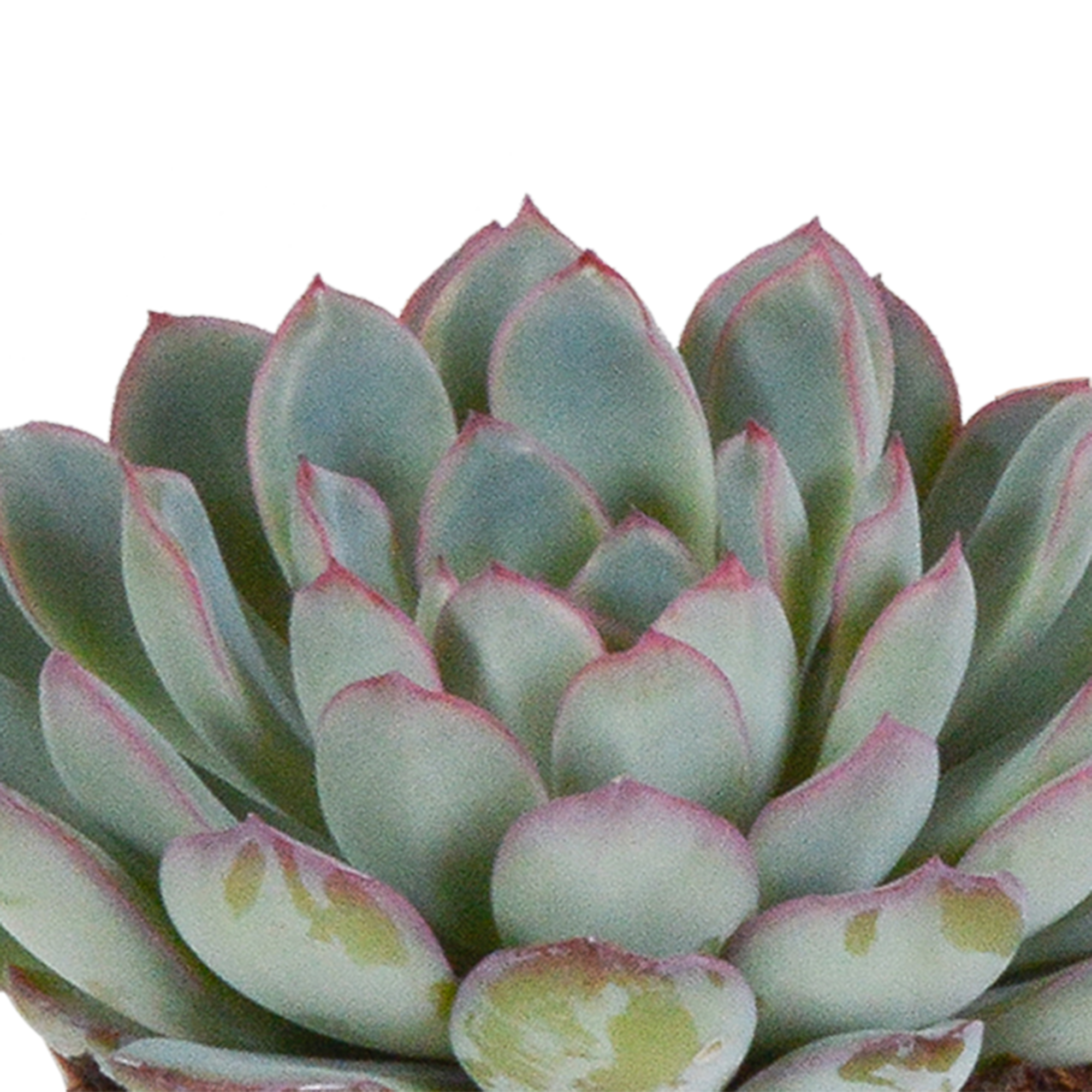 Echeveria Mix Sukkulenten 3er Set ohne Topf