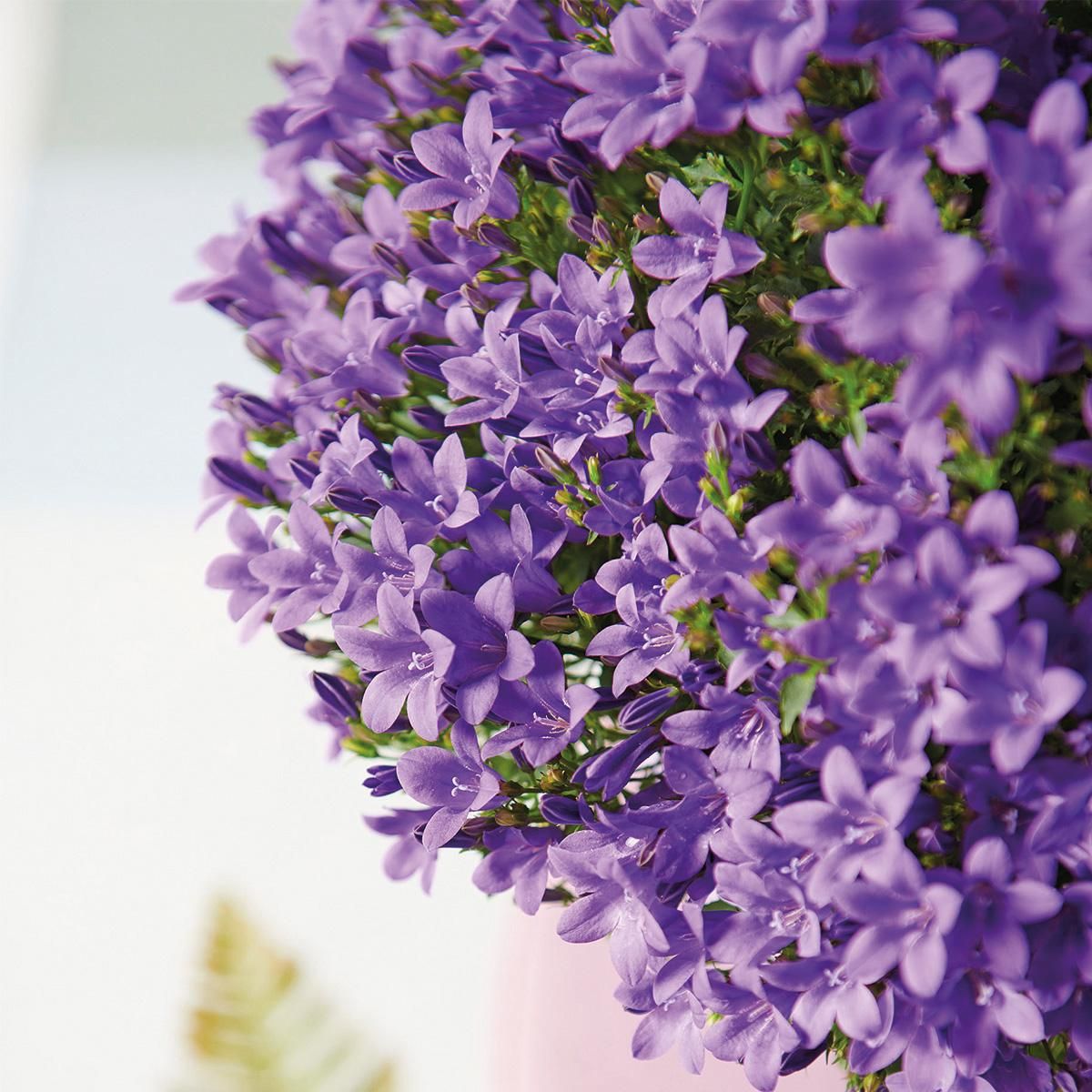 Campanula Addenda Glockenblume lila Bodendecker
