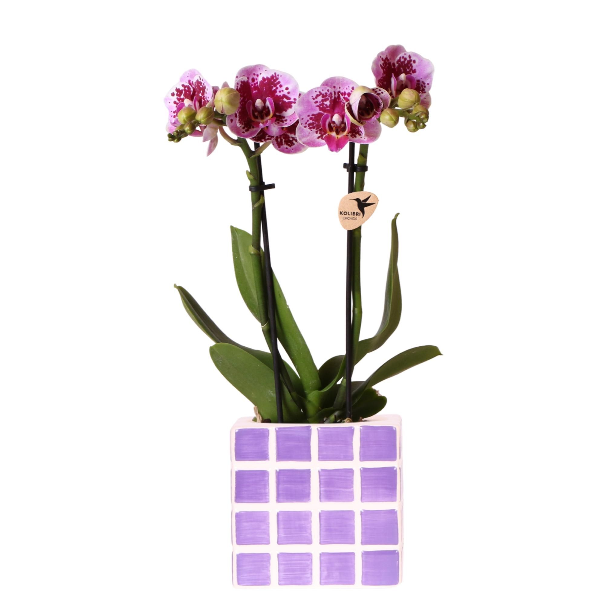 Phalaenopsis Orchidee Lila – Blühende Zimmerpflanze mit Ziertopf Ø9cm