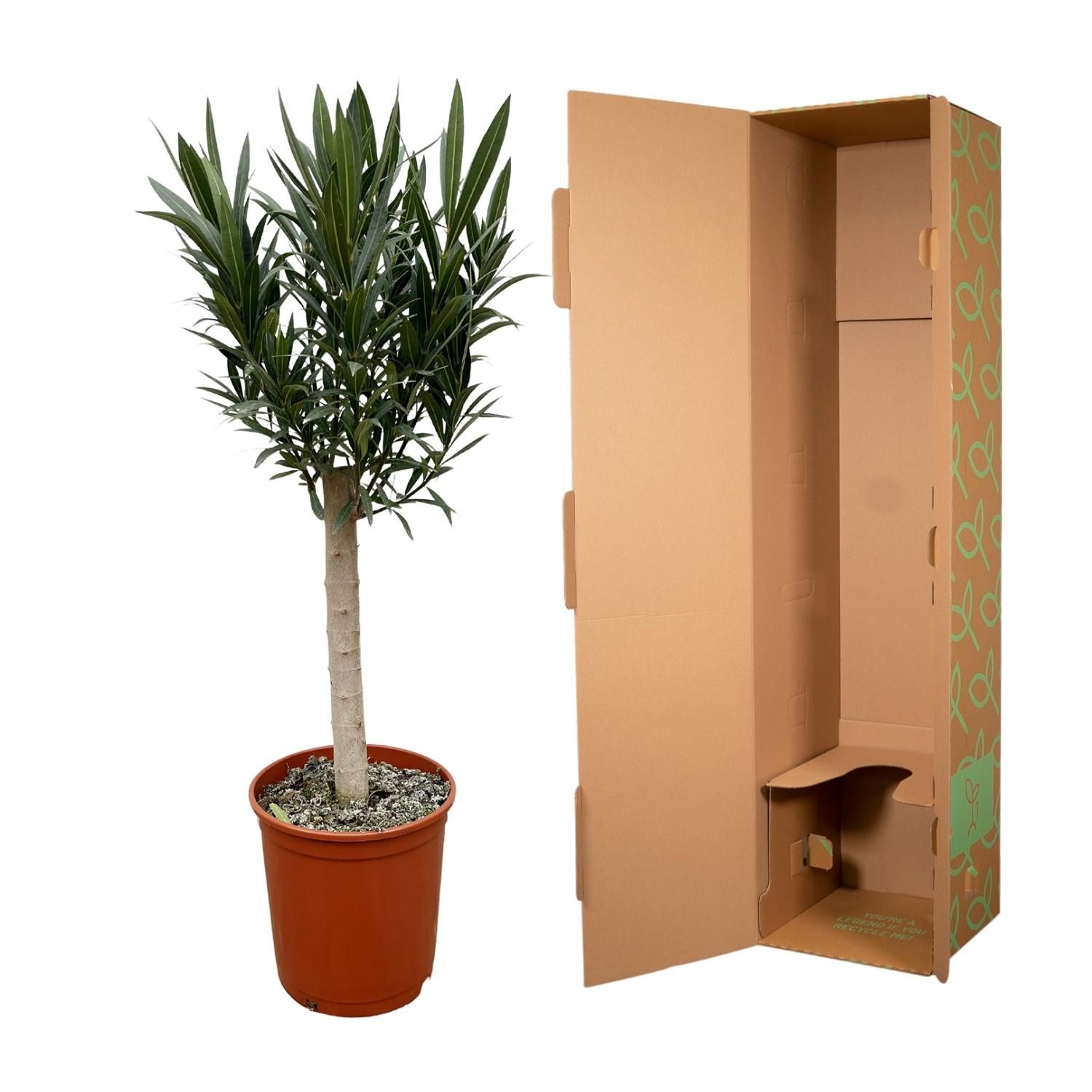Nerium Oleander Stamm mit farbenprächtigen Blüten