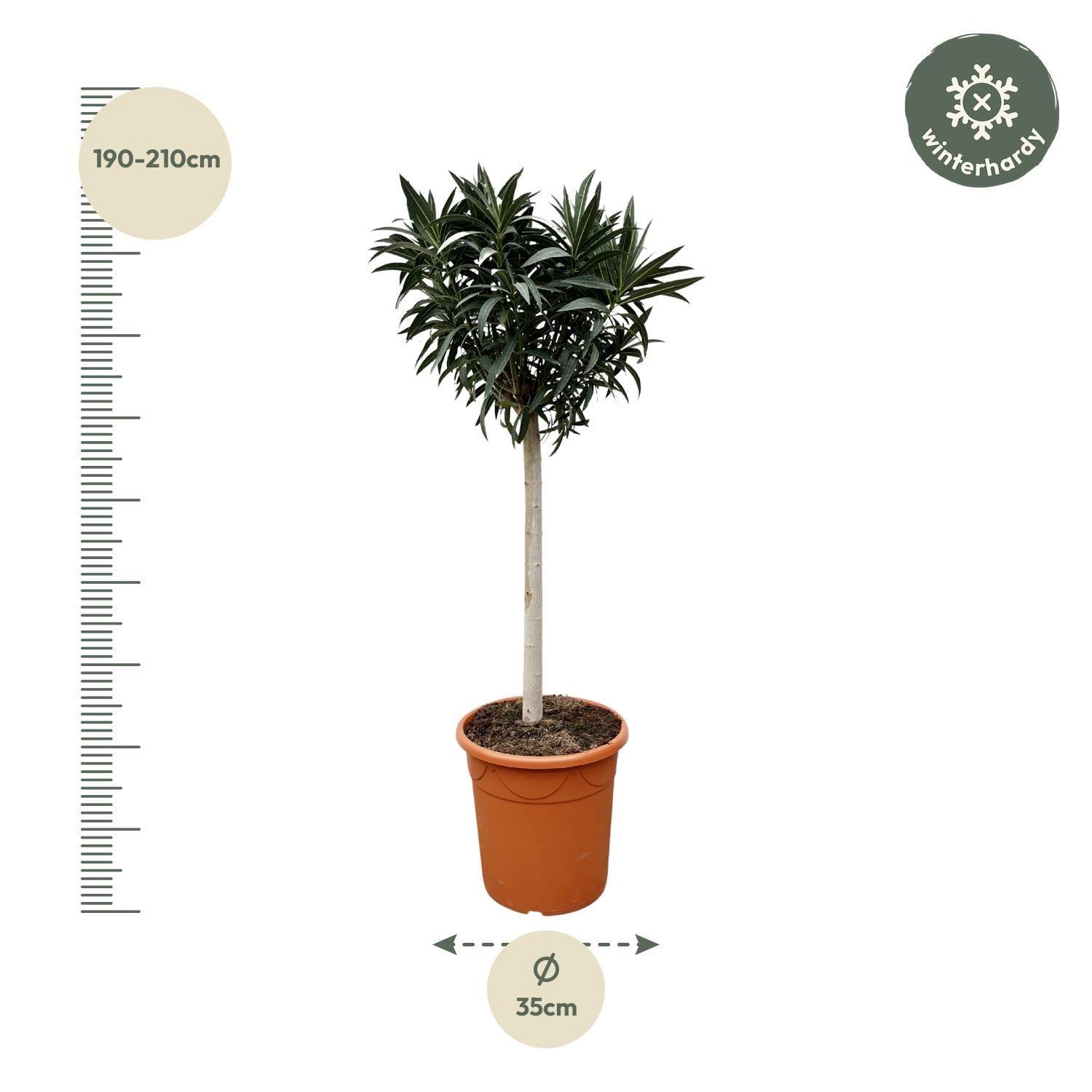 Nerium Oleander auf Stamm mit roten Blüten