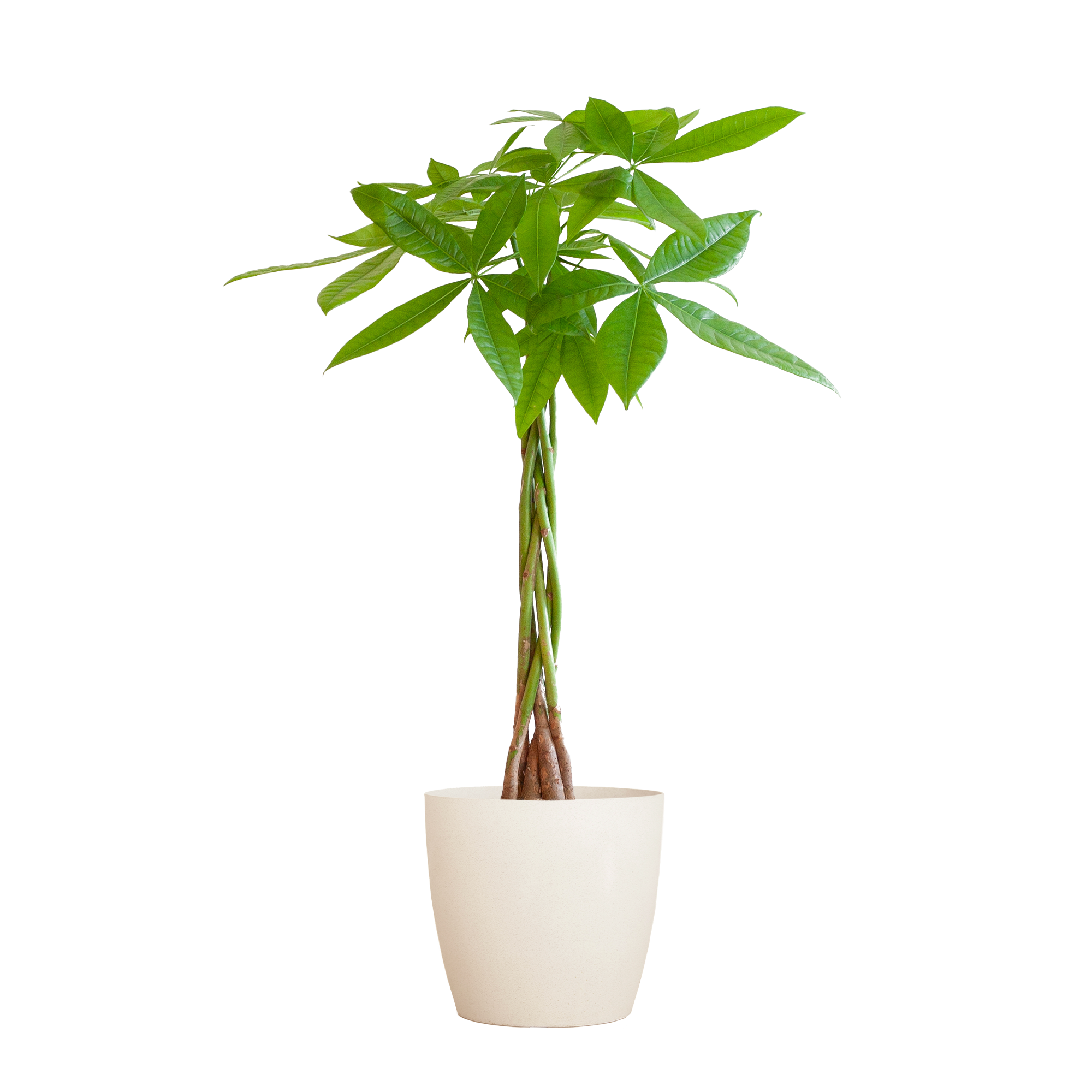 Pachira Aquatica mit Viber Weiß – 80cm – Ø21cm Topf