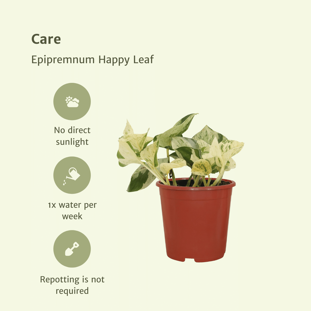 Epipremnum Happy Leaf Zimmerpflanze