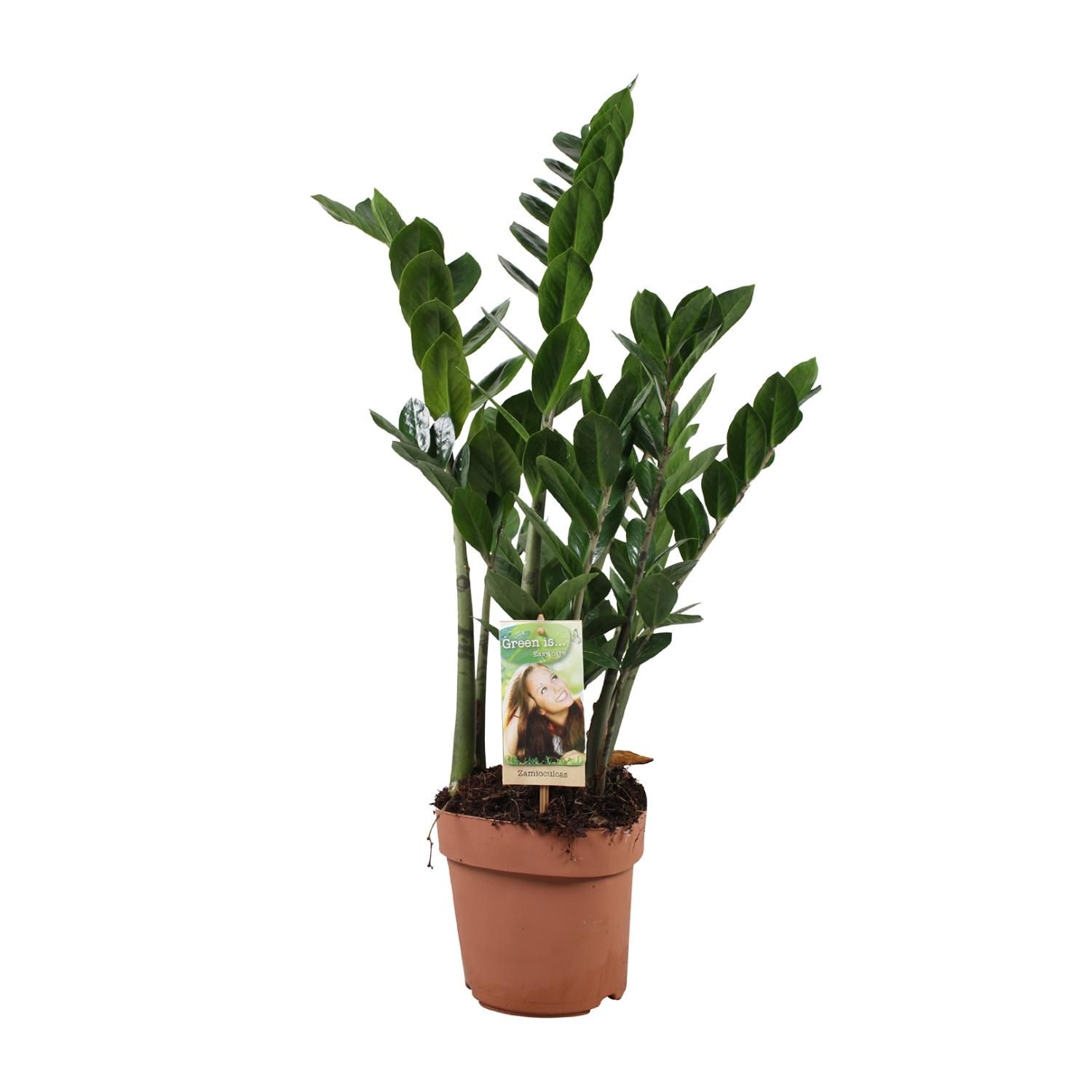 Zamioculcas Zamiifolia Zimmerpflanze