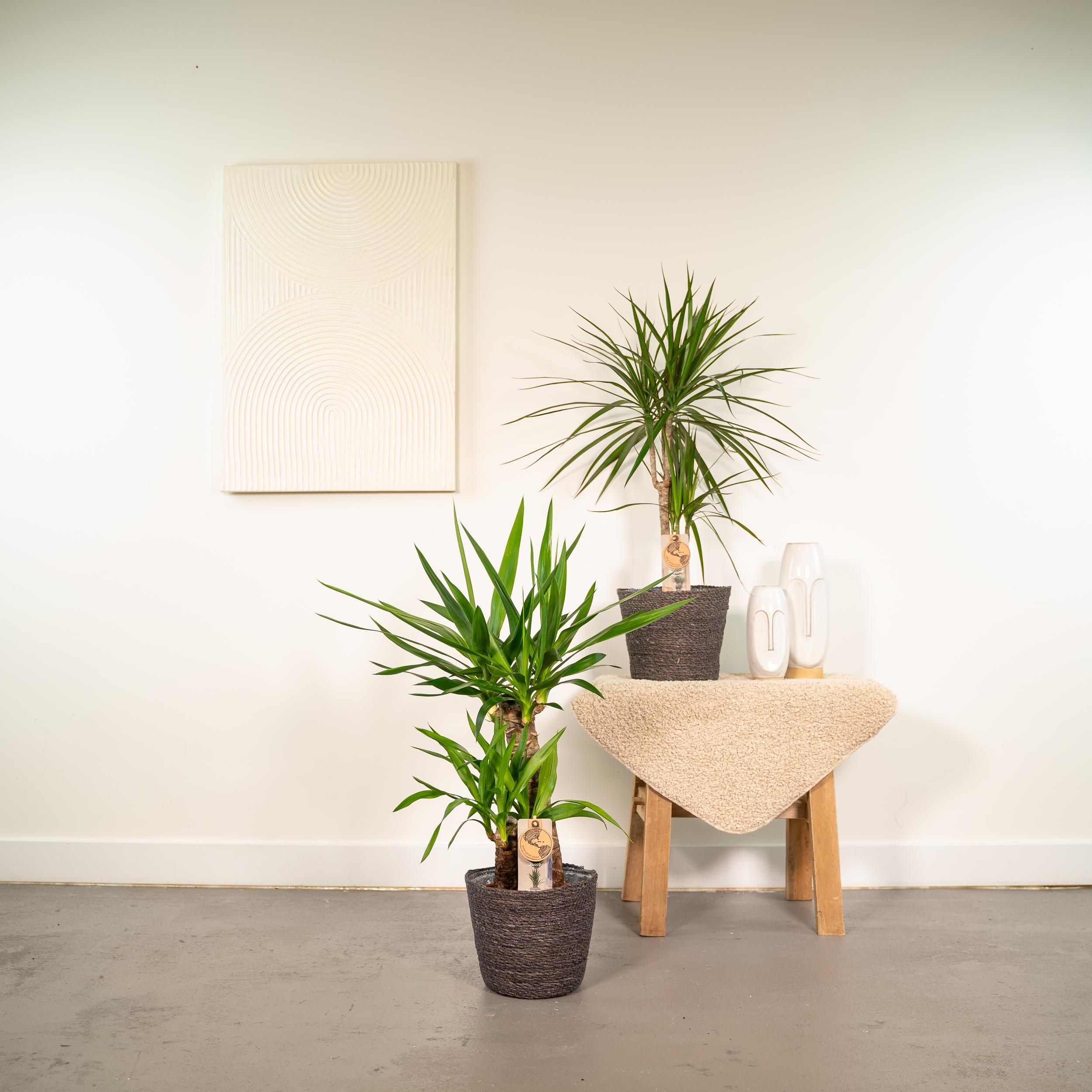 Dracaena und Yucca Zimmerpflanzen Set
