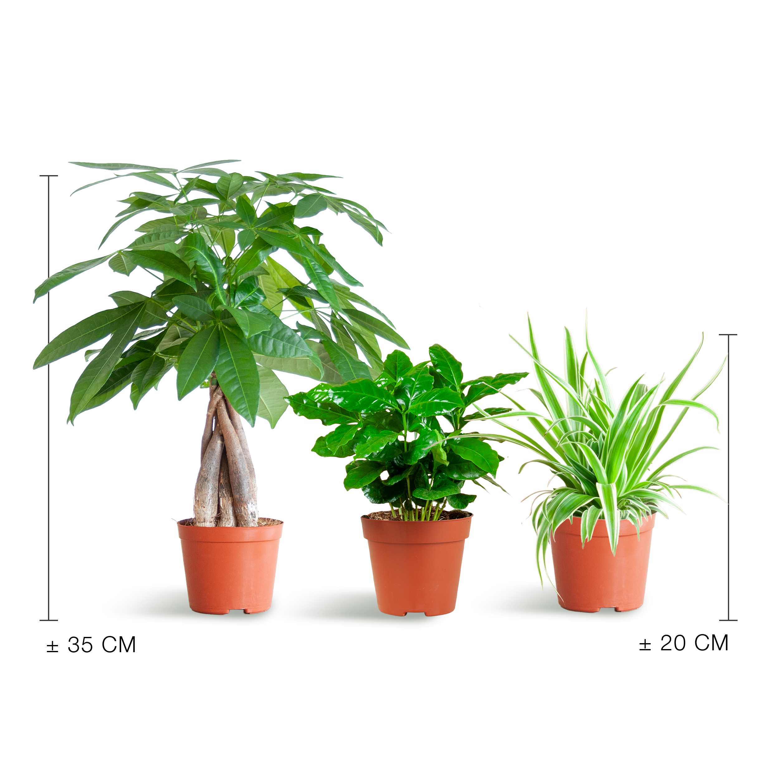Tierfreundliche Pflanzenbox – kleines Set – ohne Übertopf – Ø12 cm