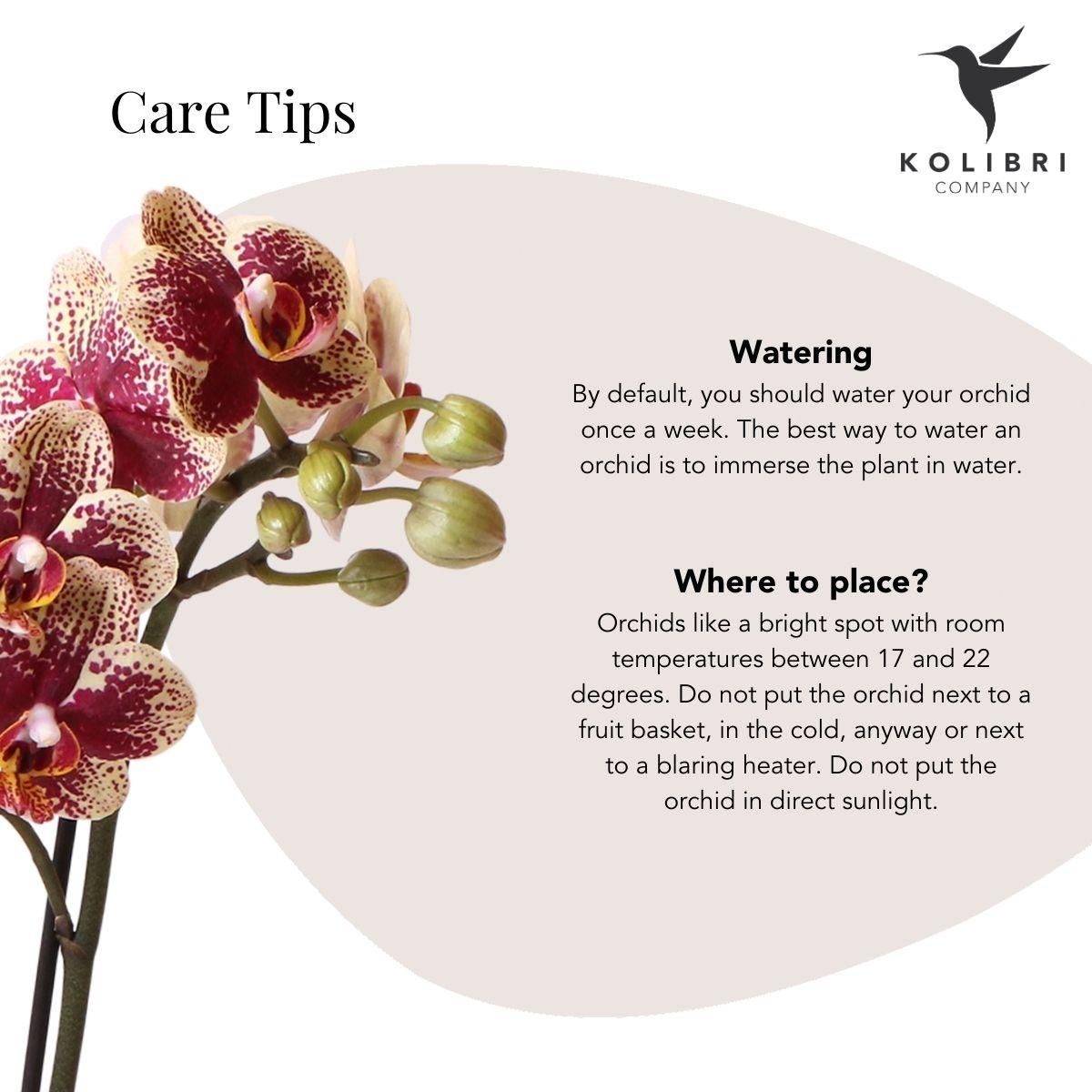 Phalaenopsis Orchidee Gelb-Rot