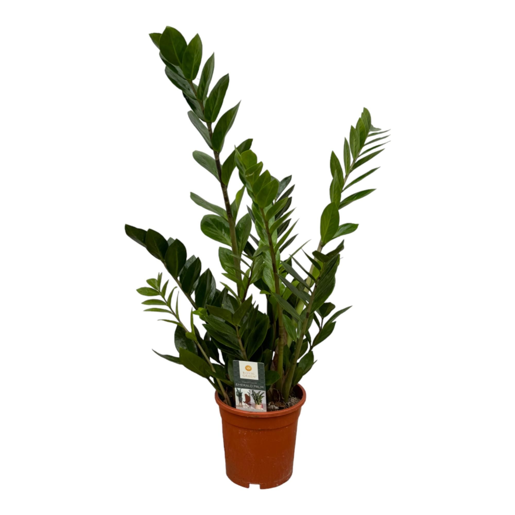 Zamioculcas Pflanze mit glänzendem Laub