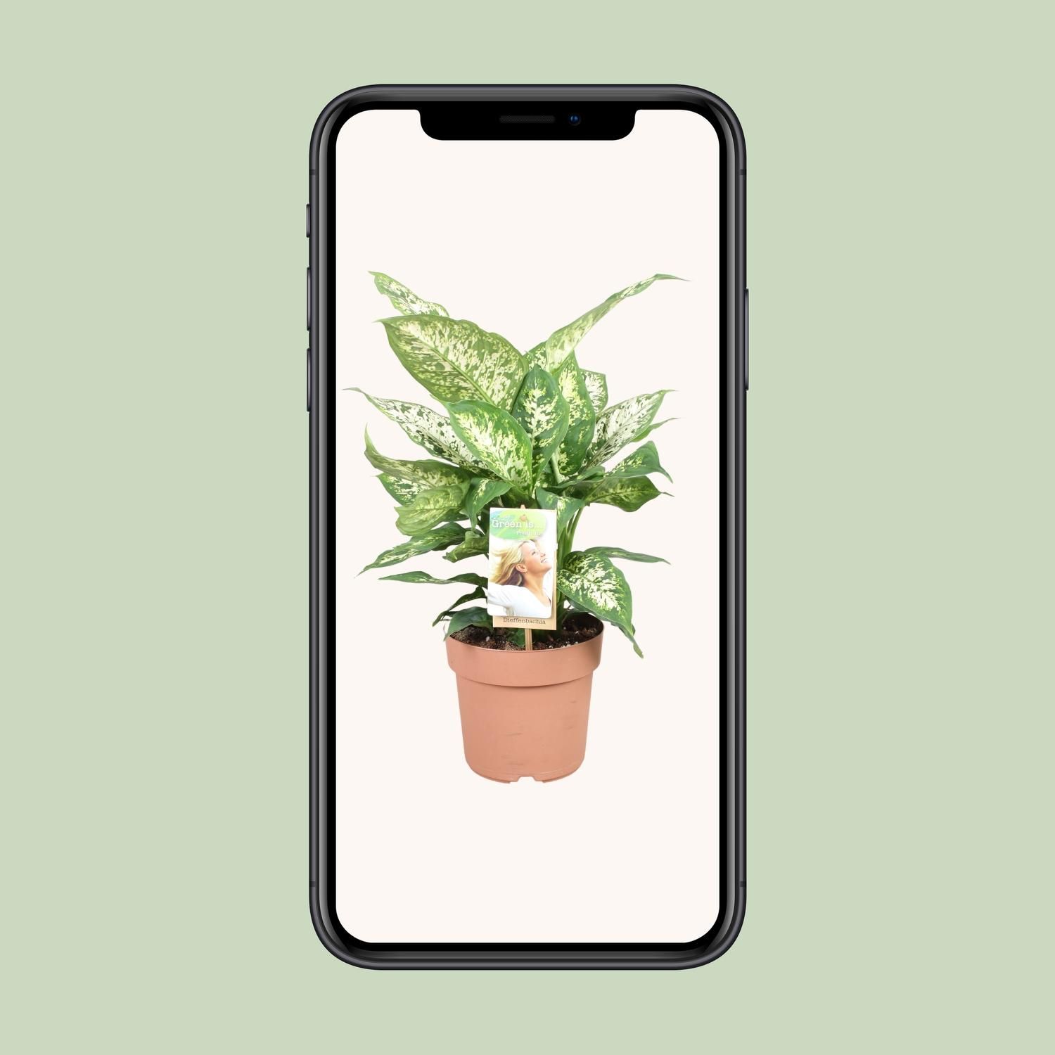 Dieffenbachia Compacta Zimmerpflanze