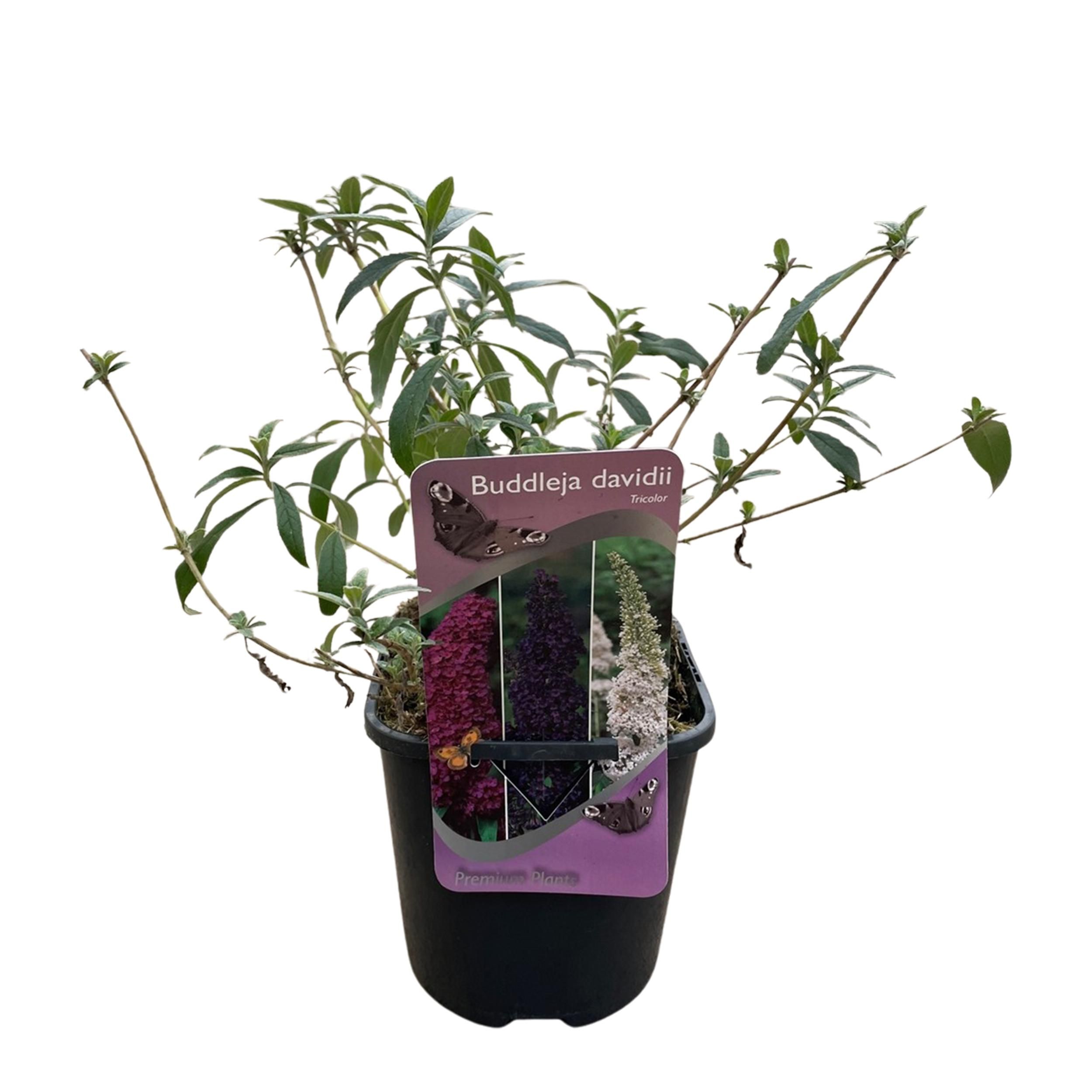 Schmetterlingsstrauch Buddleja Tricolour | Rosa, Weiß & Lila Blüten | Schmetterlingsanziehend
