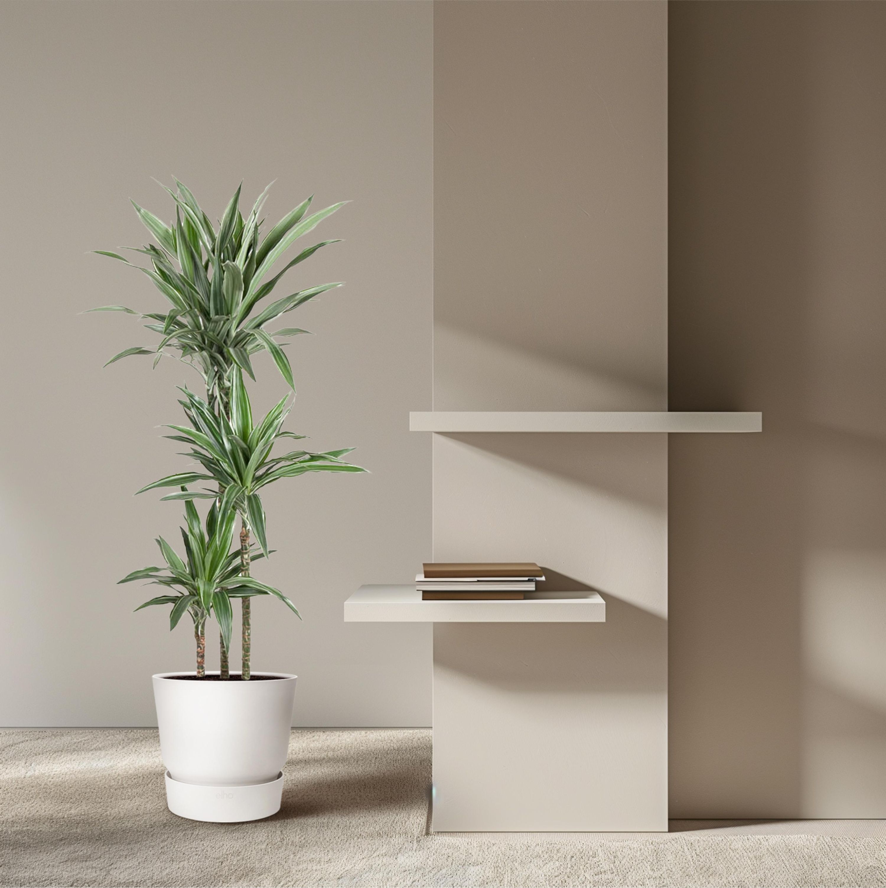 Dracaena Warneckei Zimmerpflanze