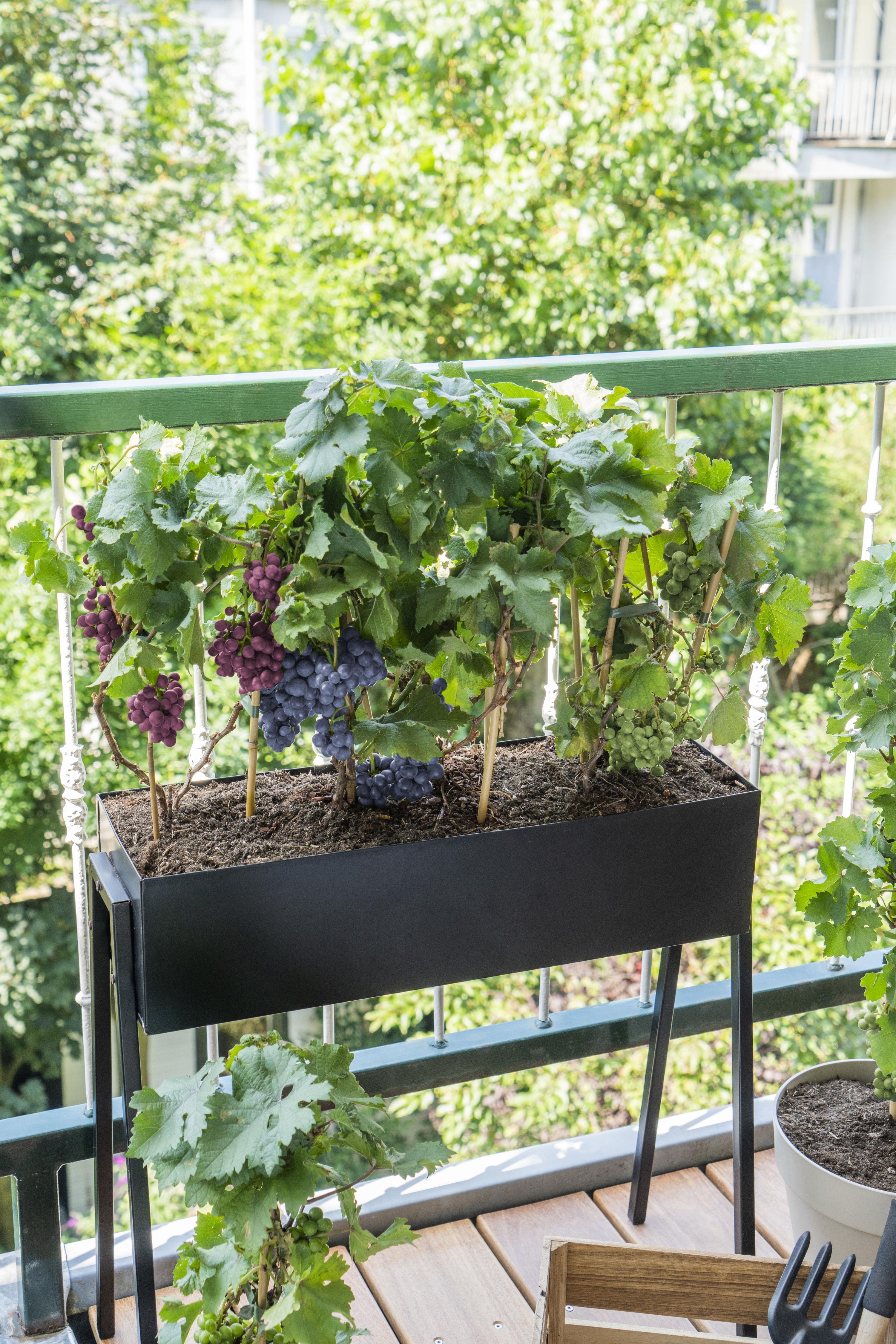 Vitis Pixie Pinot Noir Zwergtraube