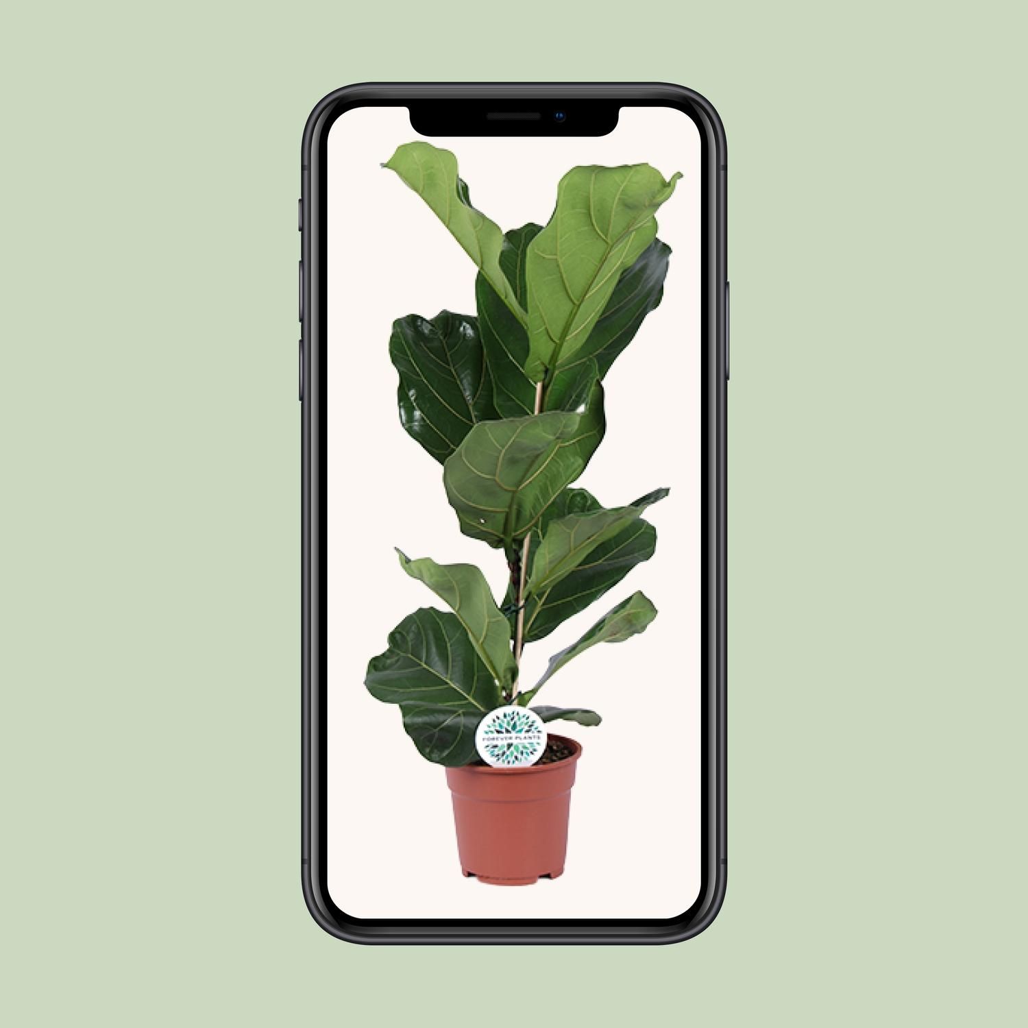 Ficus Lyrata Zimmerpflanze