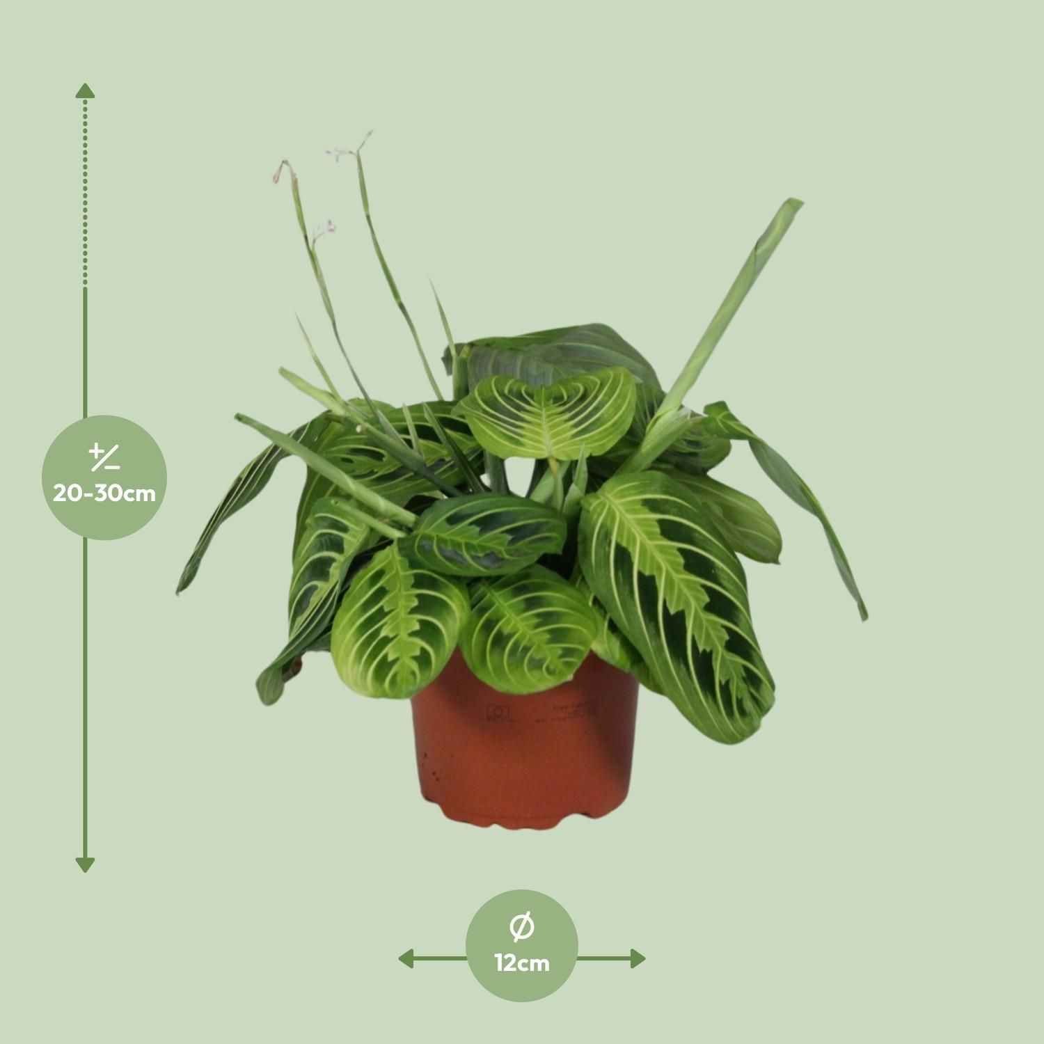 Maranta Leuconeura Fascinator Lemon Lime Zimmerpflanze