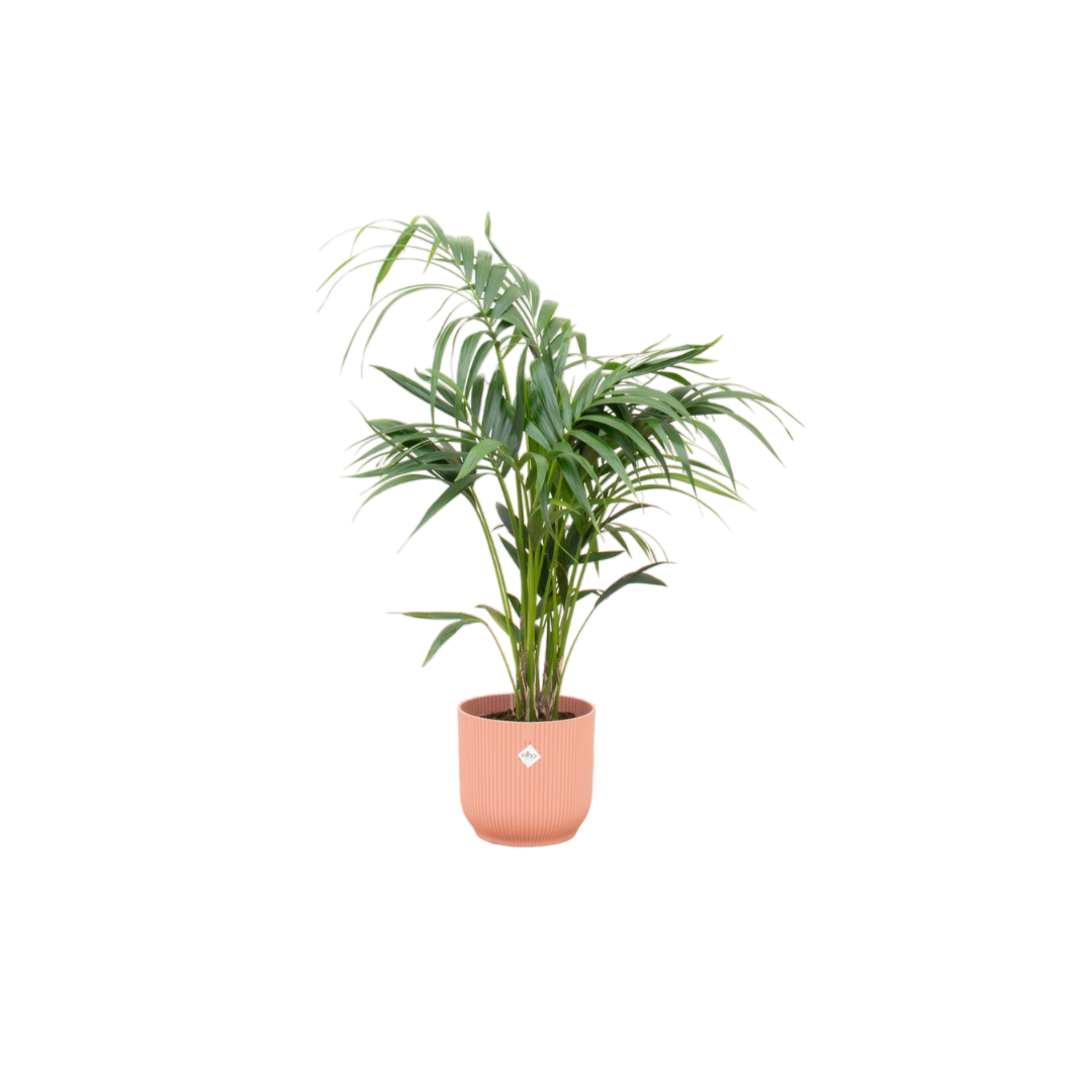 Kentia Palme in rosa Übertopf elegant