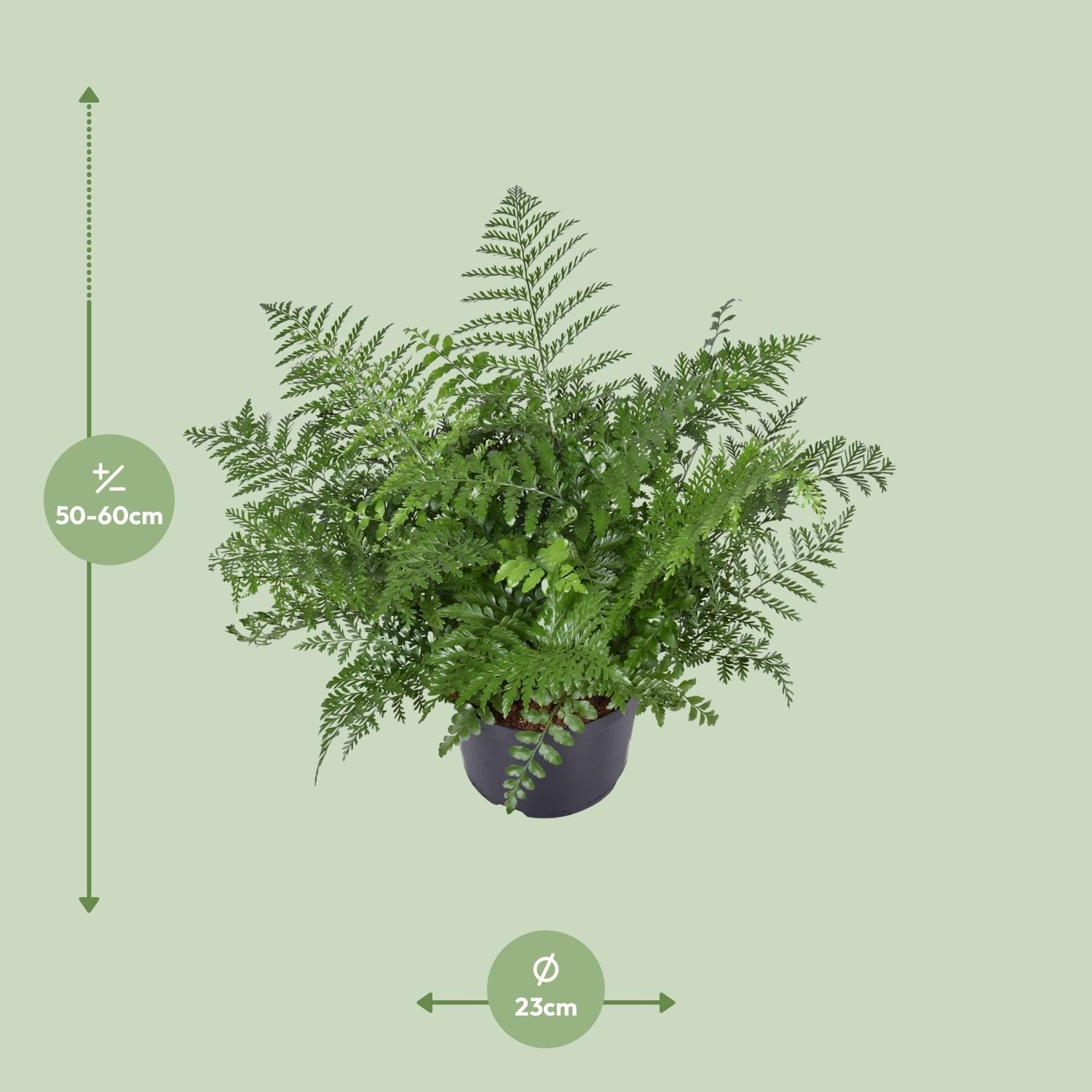 Asplenium Parvati - Eleganter Zimmerfarn