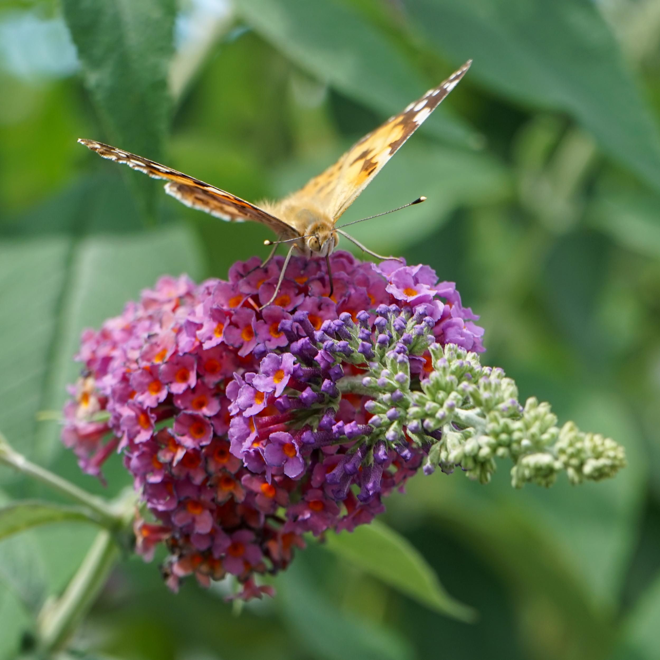 Schmetterlingsstrauch Buddleja davidii | Orange Lila Blüten | Schmetterlinge anziehend