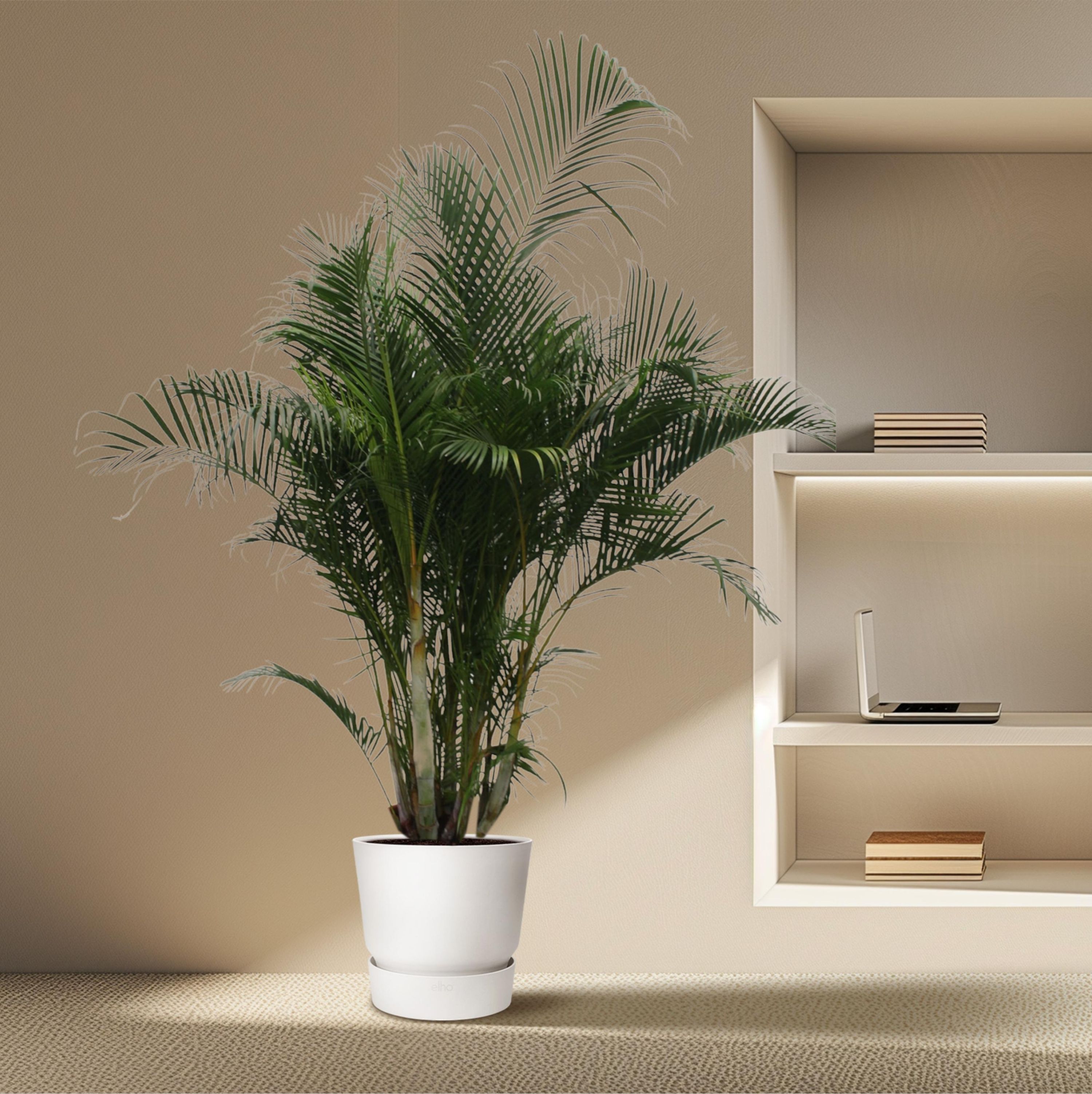 Dypsis Lutescens Areca-Palme
