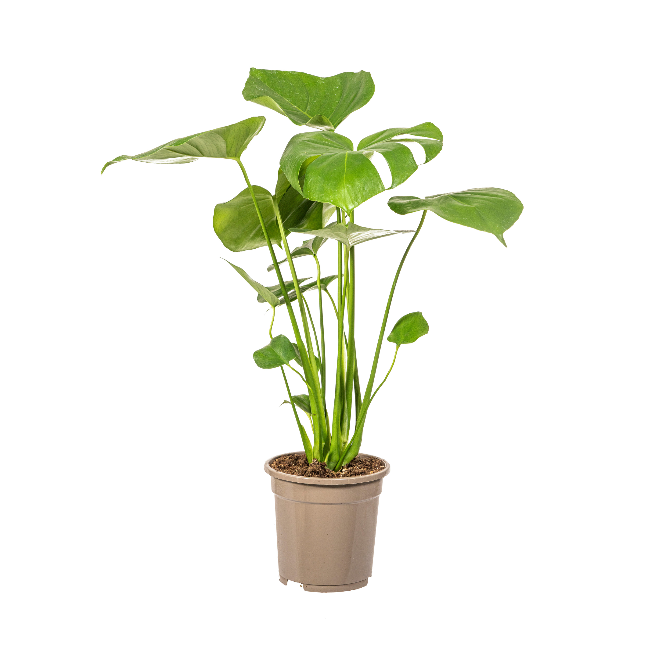 Monstera Deliciosa Tauerii – Topf Ø17cm – Höhe 50-70cm