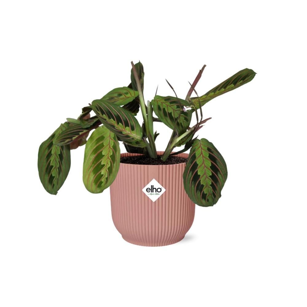 Maranta Gebetspflanze ‚Fascinator‘ mit zartem Laub im ELHO Topf