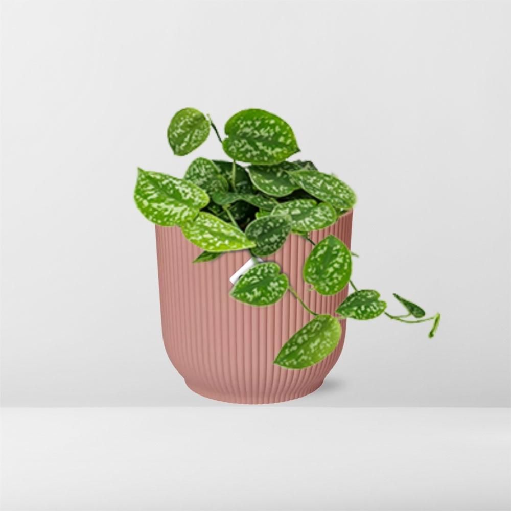 Scindapsus Pictus – Elegante Zimmerpflanze mit Luftreinigung