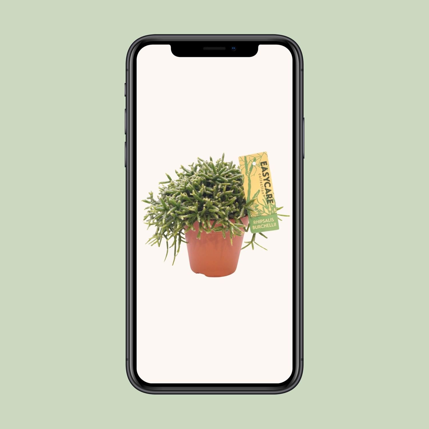 Rhipsalis Burchellii – eleganter Mistelkaktus für Innenräume