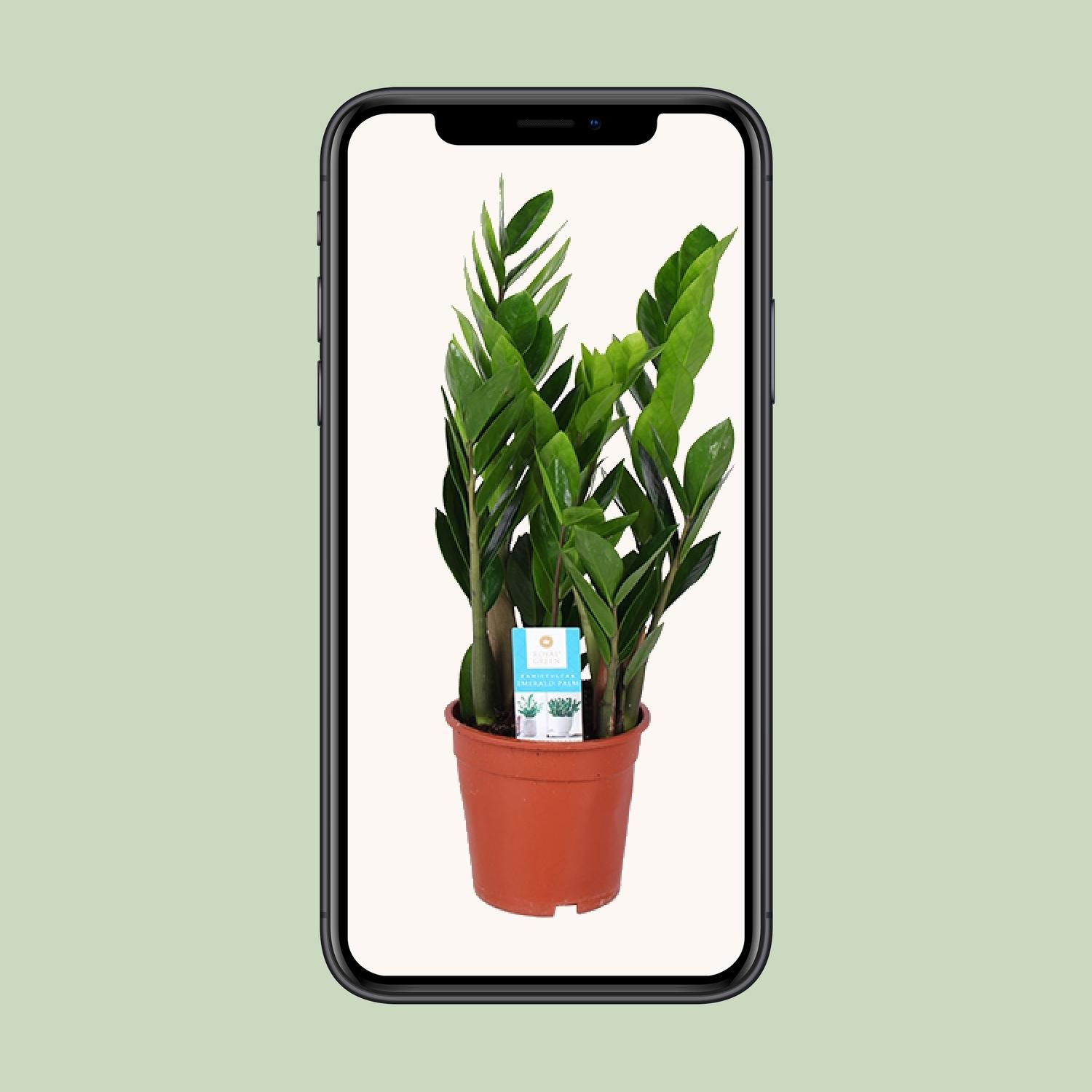 Zamioculcas - Widerstandsfähige Zimmerpflanze mit Glänzenden Blättern