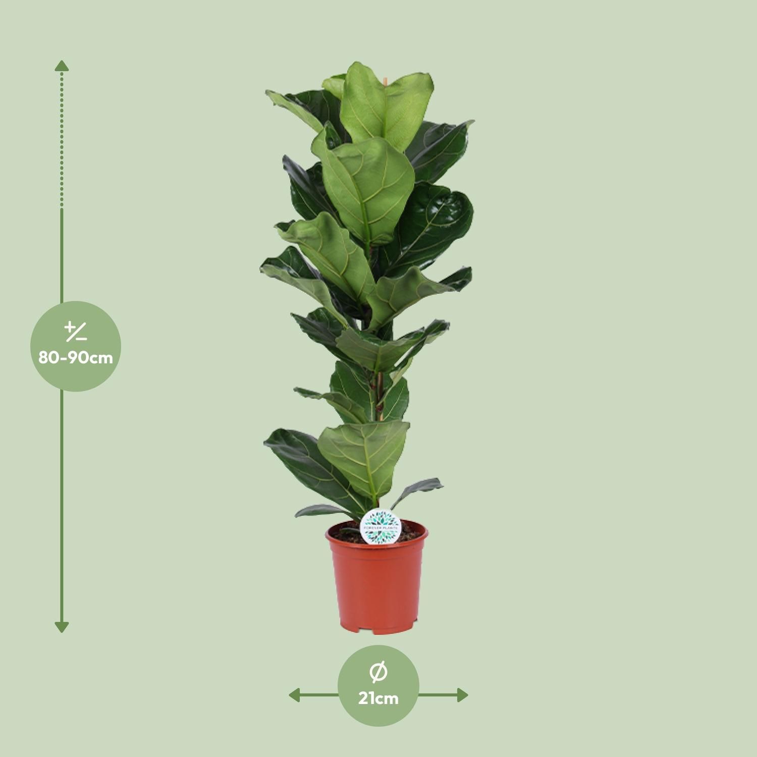 Ficus Lyrata Zimmerpflanze mit großen Geigenblättern
