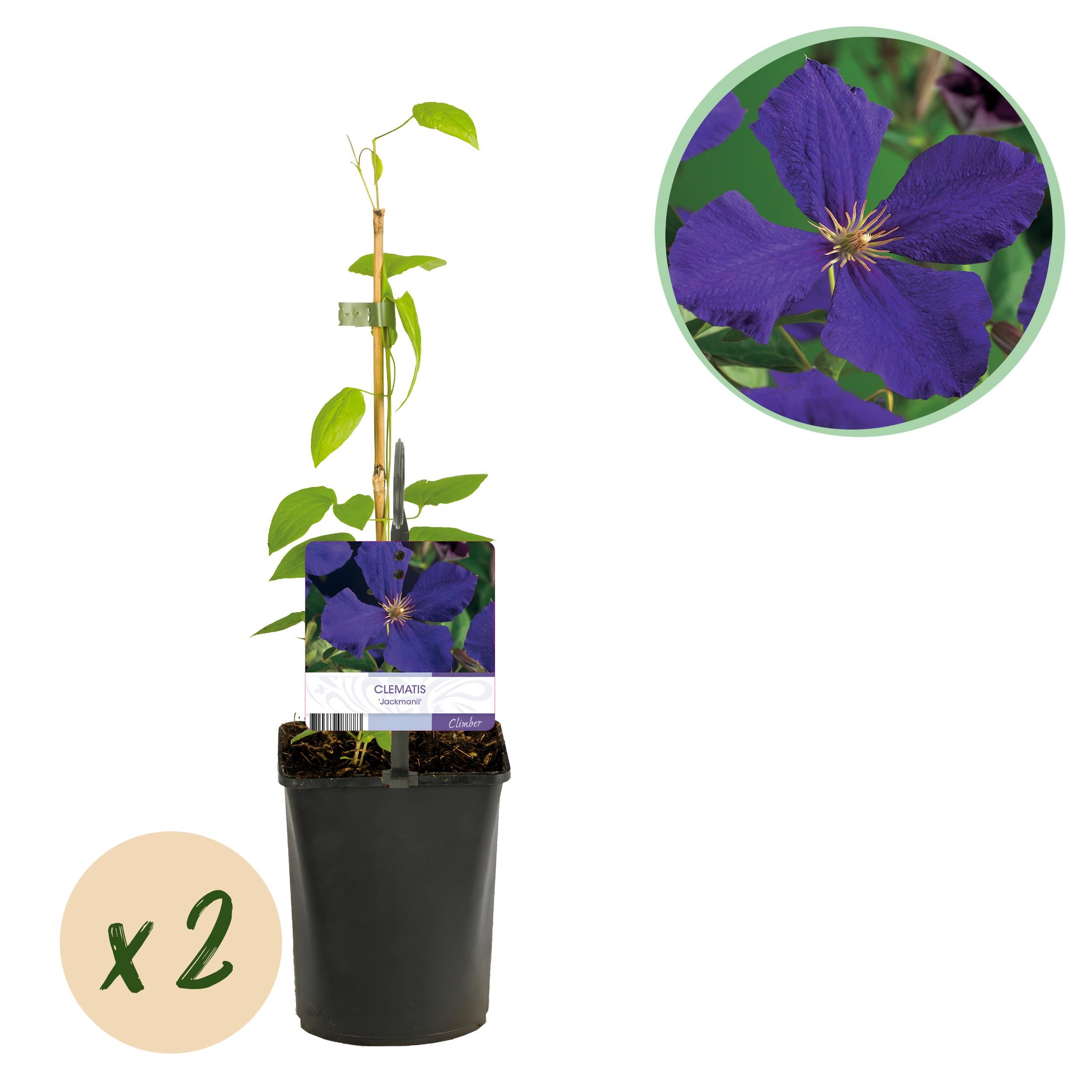 Kletterpflanze Clematis Jackmanii | Blaue Blüten | Wenig Pflege | 2 Pflanzen