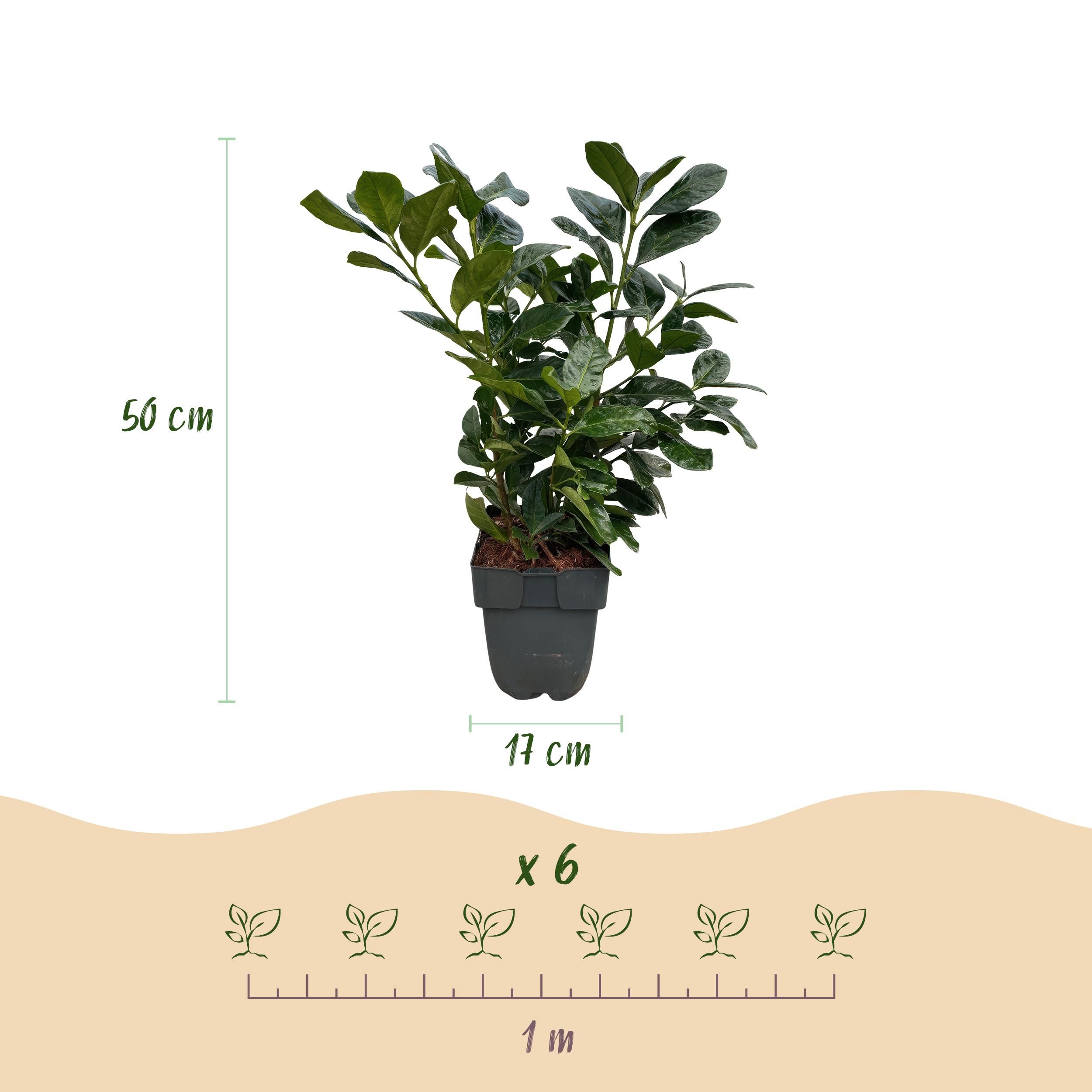 Prunus laurocerasus Etna – Immergrün – 6 Pflanzen – Topf 17cm